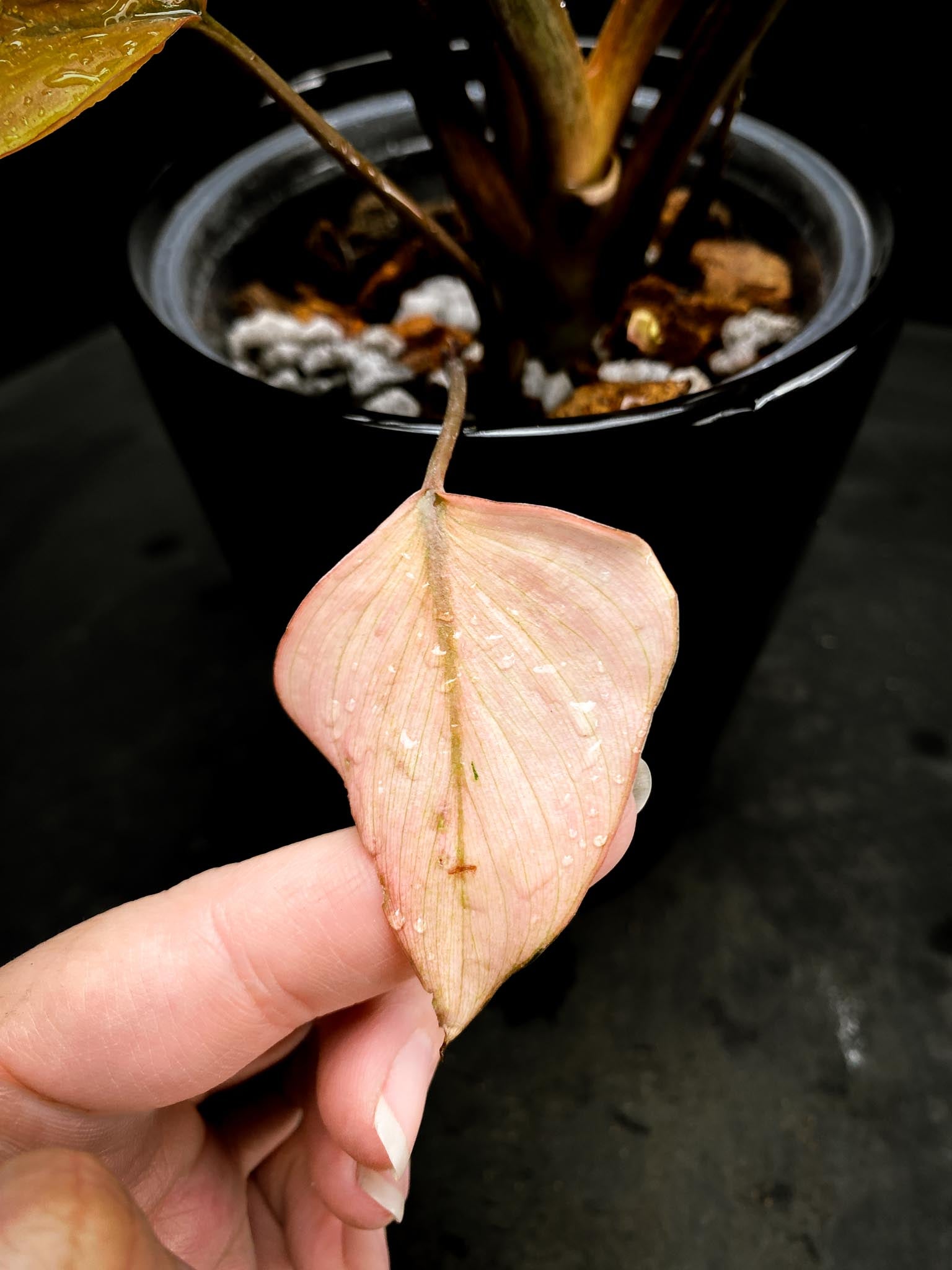 Homalomena Pink Diamond Variegated Multiple Leaves  Multiple Nodes Top Cutting Rooted xP