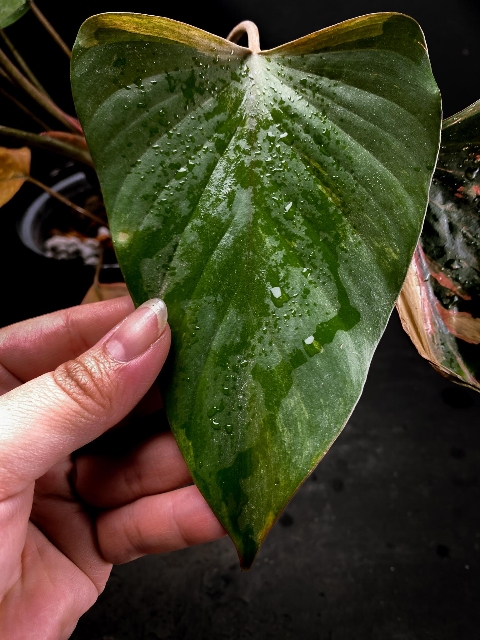 Homalomena Pink Diamond Variegated Multiple Leaves  Multiple Nodes Top Cutting Rooted xP