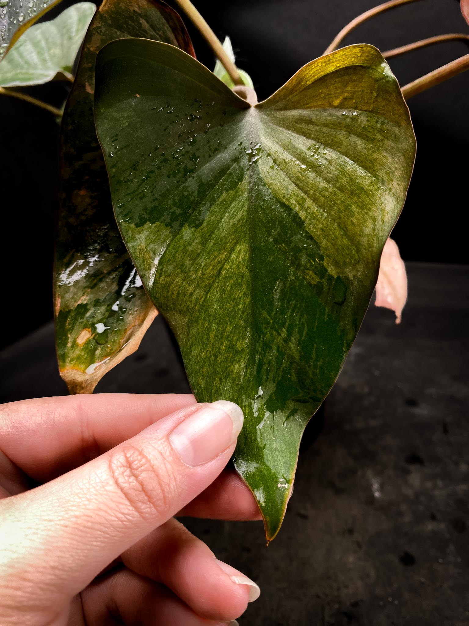 Homalomena Pink Diamond Variegated Multiple Leaves  Multiple Nodes Top Cutting Rooted xP