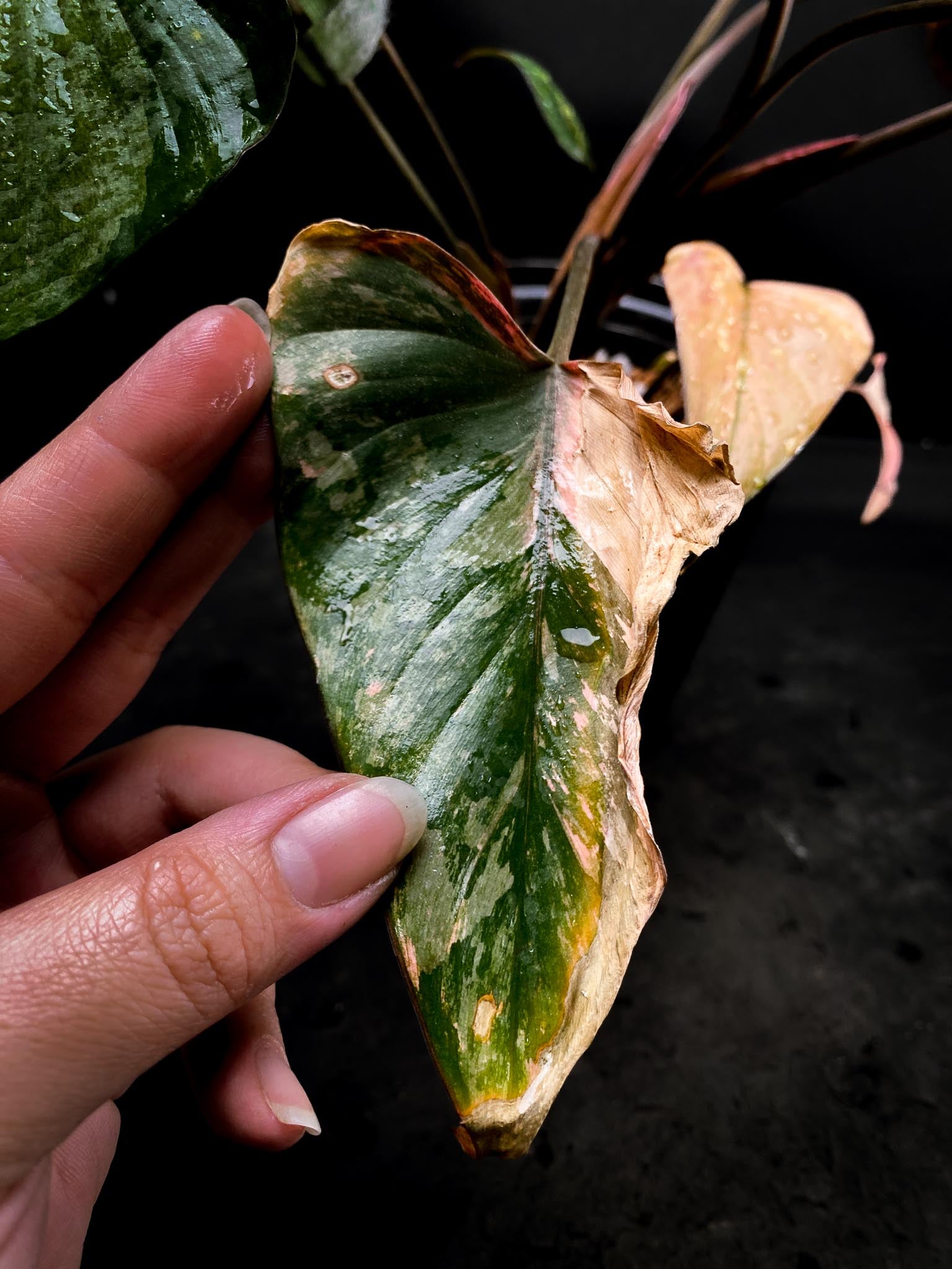 Homalomena Pink Diamond Variegated Multiple Leaves  Multiple Nodes Top Cutting Rooted xP