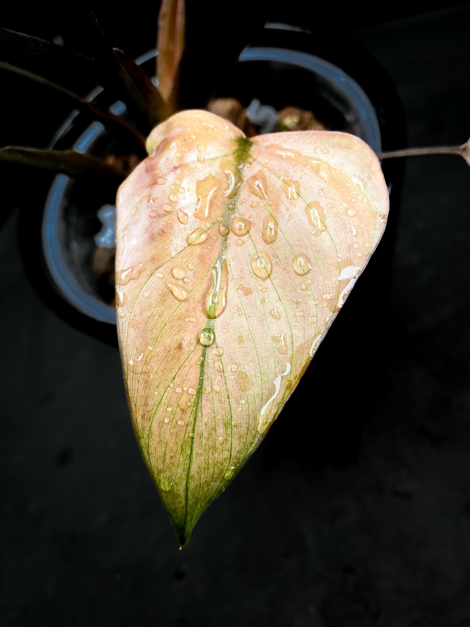 Homalomena Pink Diamond Variegated Multiple Leaves  Multiple Nodes Top Cutting Rooted xP