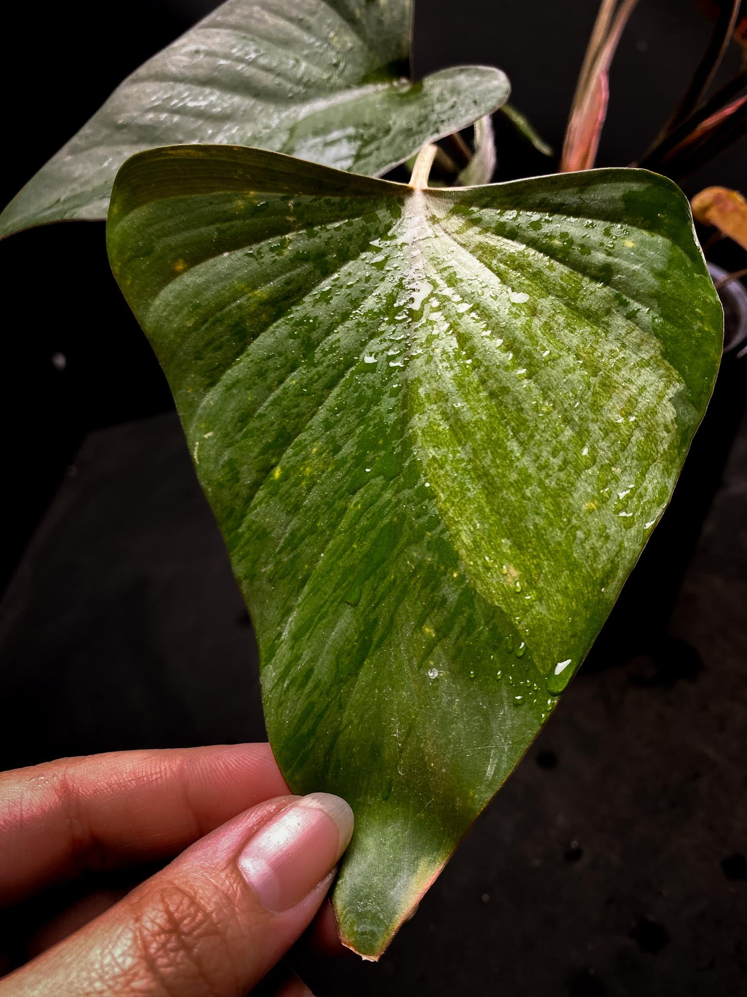 Homalomena Pink Diamond Variegated Multiple Leaves  Multiple Nodes Top Cutting Rooted xP