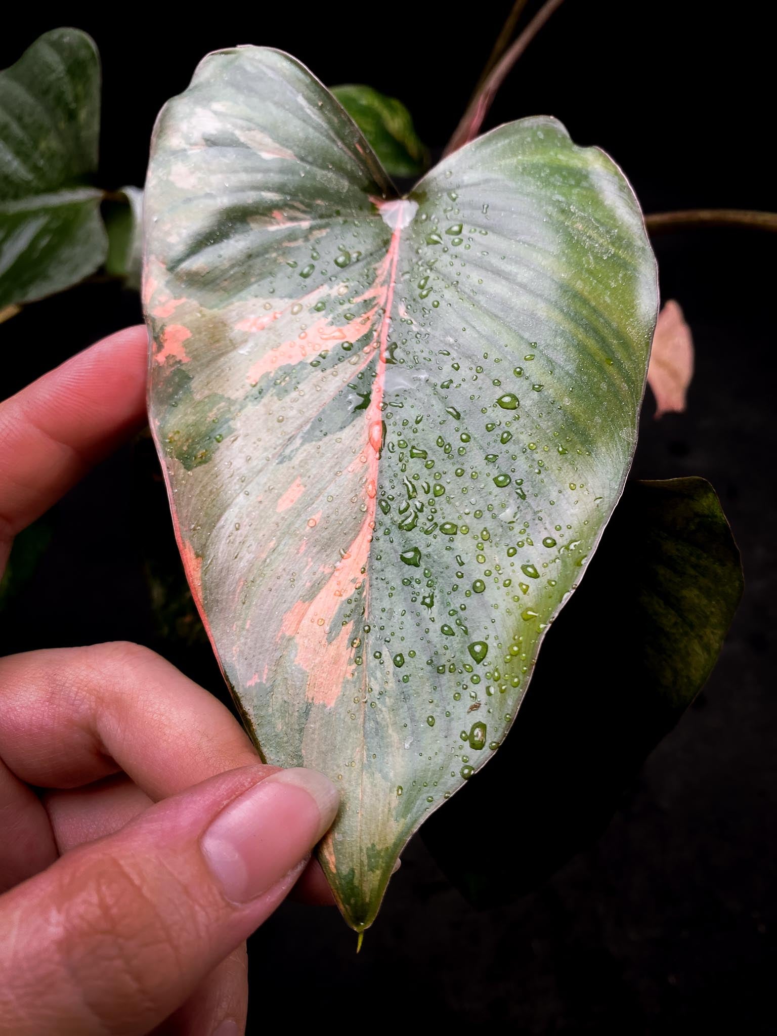 Homalomena Pink Diamond Variegated Multiple Leaves  Multiple Nodes Top Cutting Rooted xP