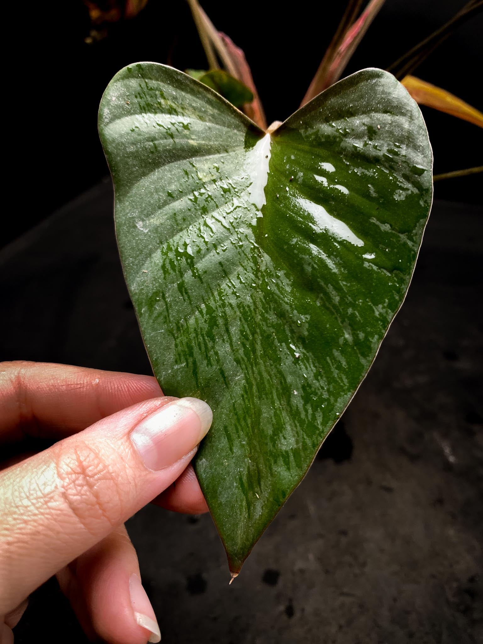 Homalomena Pink Diamond Variegated Multiple Leaves  Multiple Nodes Top Cutting Rooted xP