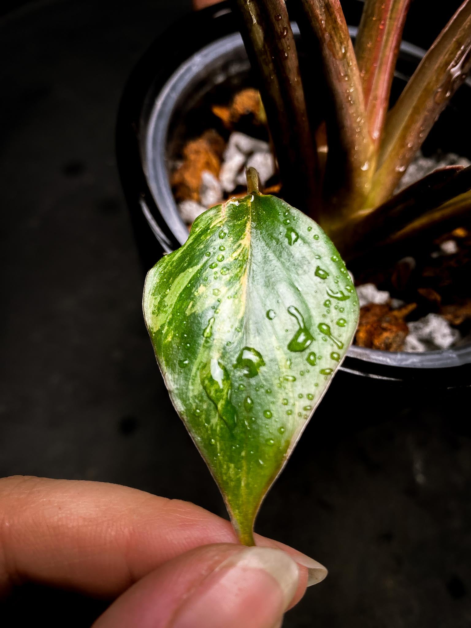 Homalomena Pink Diamond Variegated Multiple Leaves  Multiple Nodes Top Cutting Rooted xP