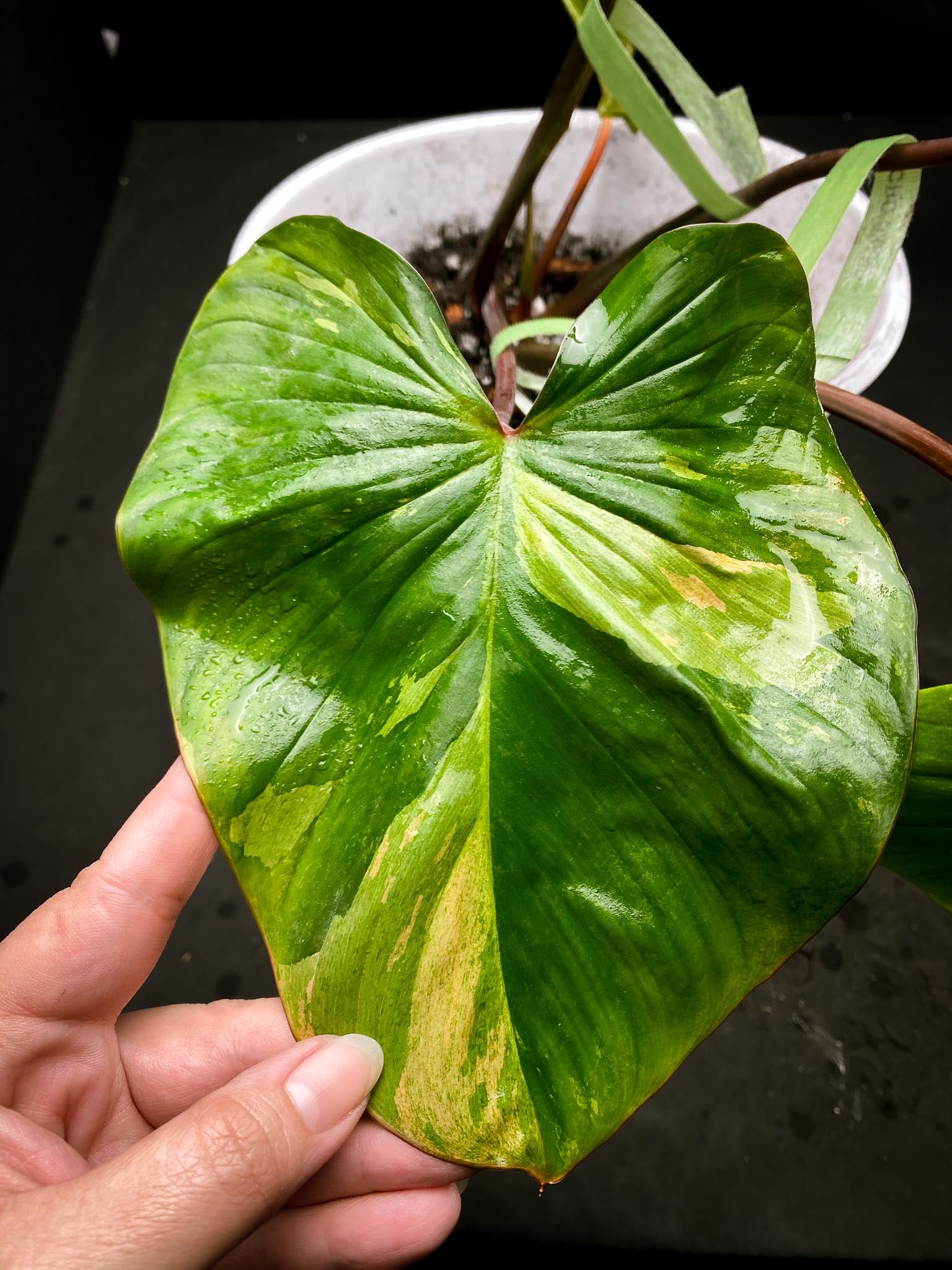 Homalomena Rubescens Pink 5 Leaves Big Mother plant xP