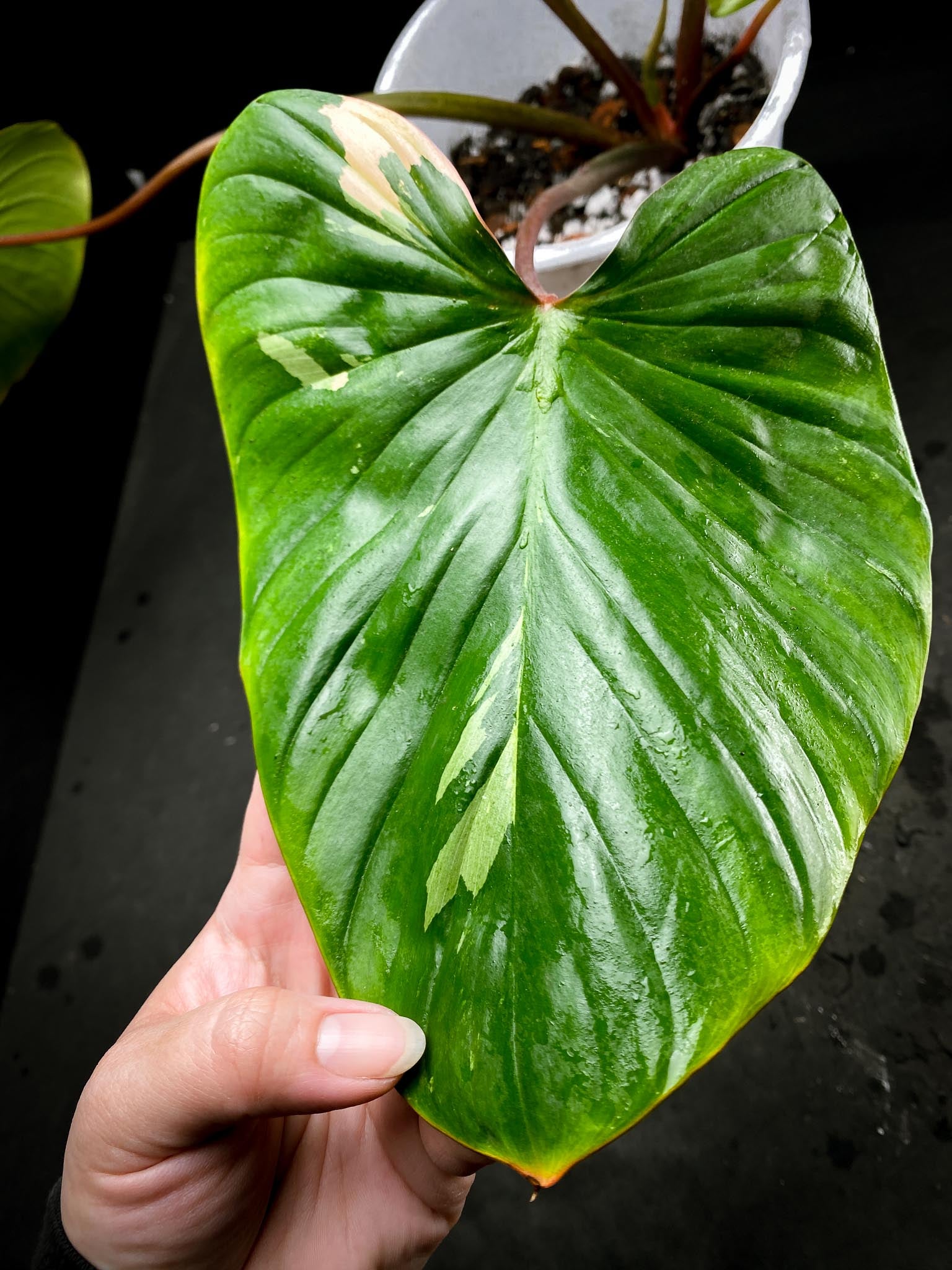 Homalomena Rubescens Pink 5 Leaves Big Mother plant xP