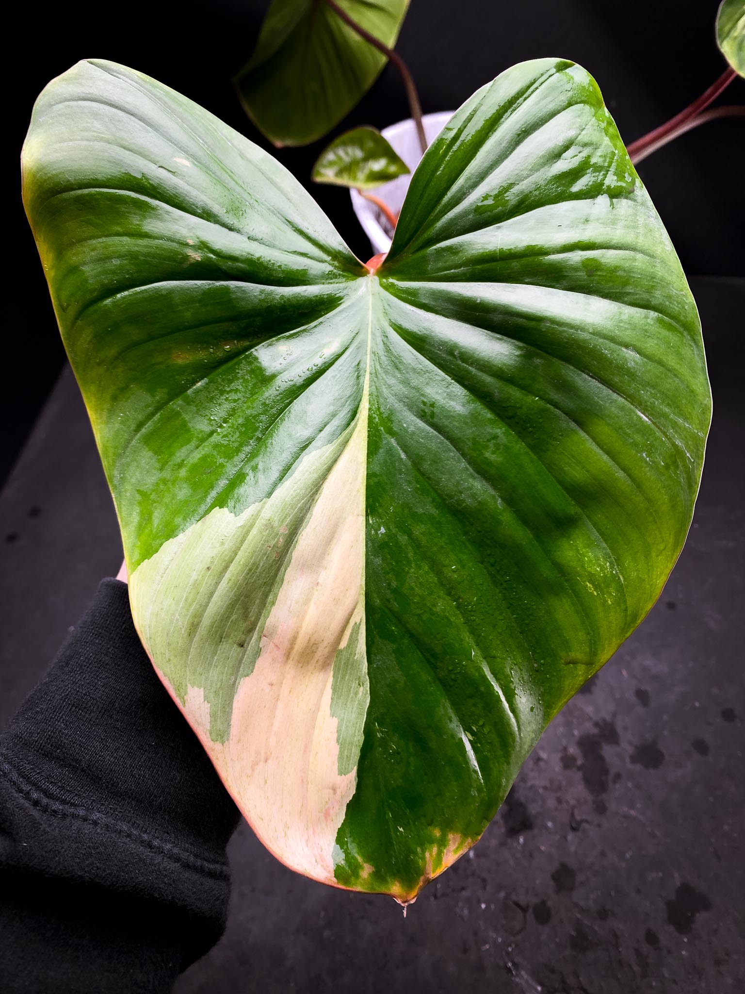 Homalomena Rubescens Pink 5 Leaves Big Mother plant xP