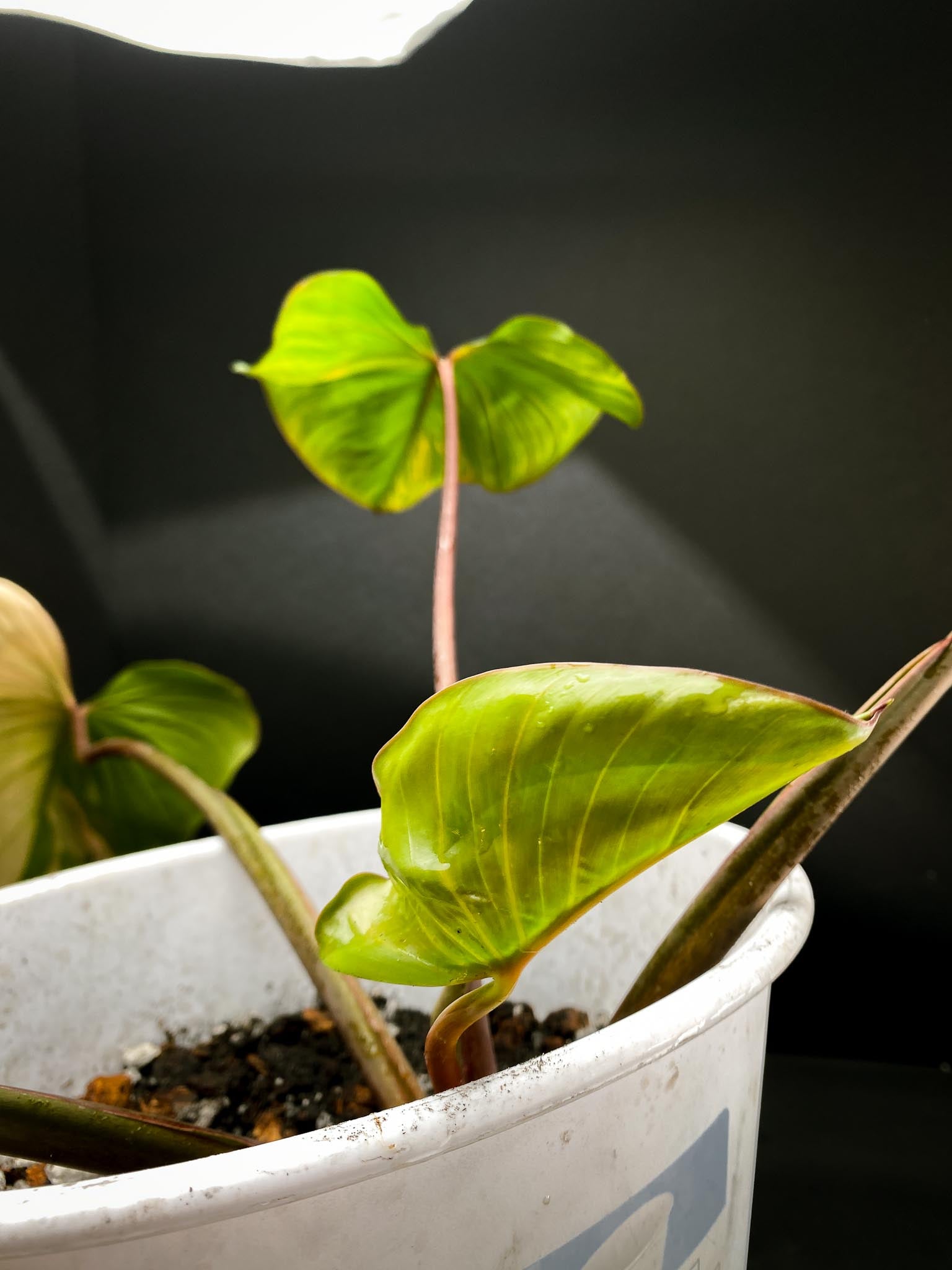 Homalomena Rubescens Pink 5 Leaves Big Mother plant xP