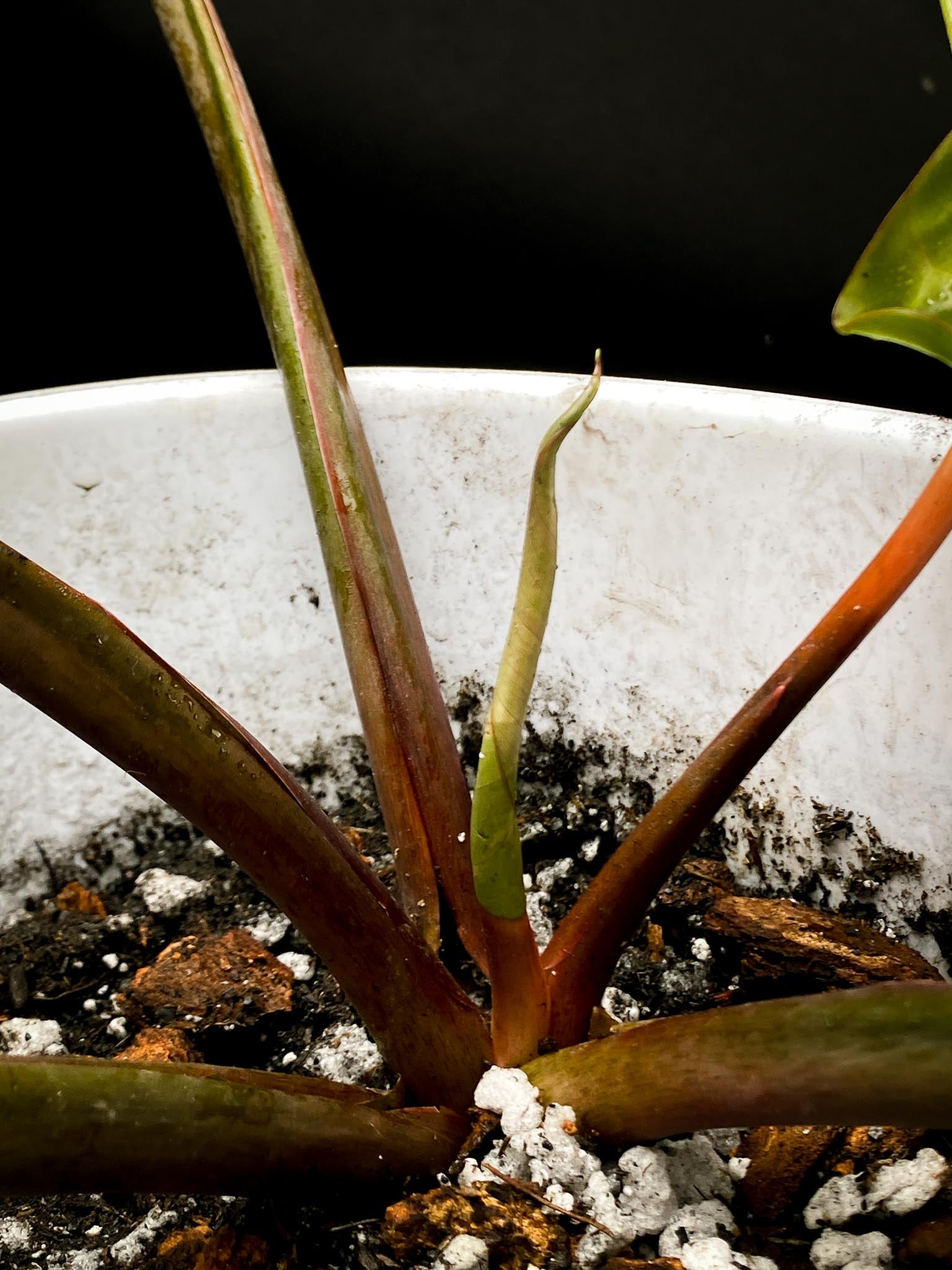 Homalomena Rubescens Pink 5 Leaves Big Mother plant xP