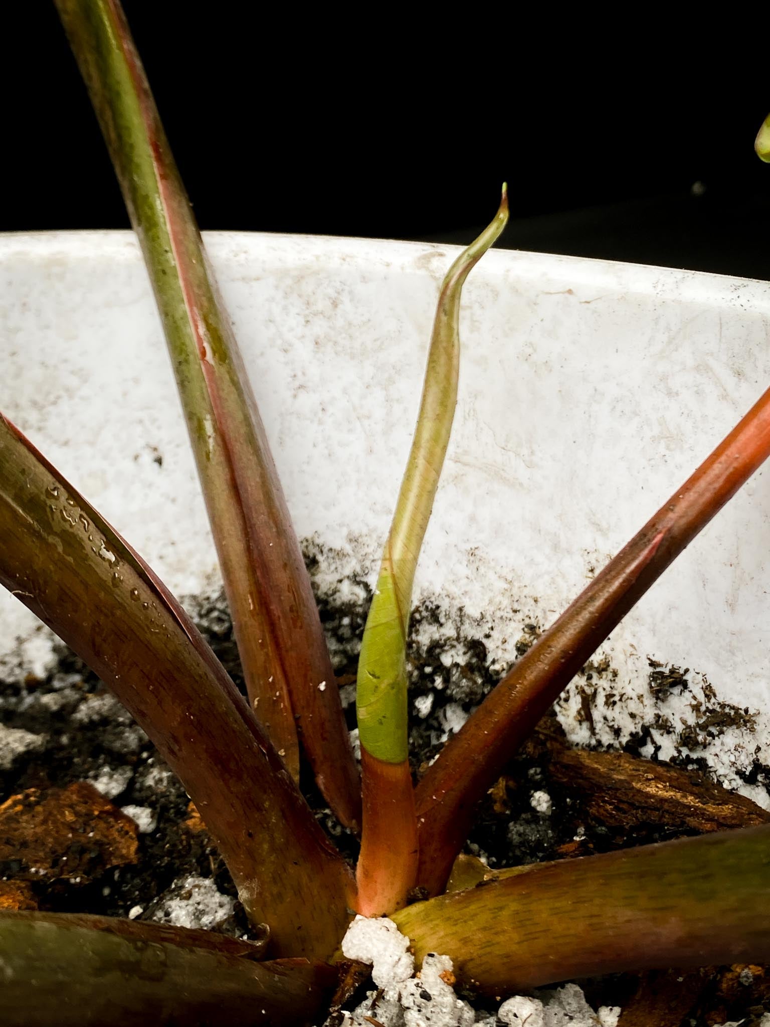 Homalomena Rubescens Pink 5 Leaves Big Mother plant xP