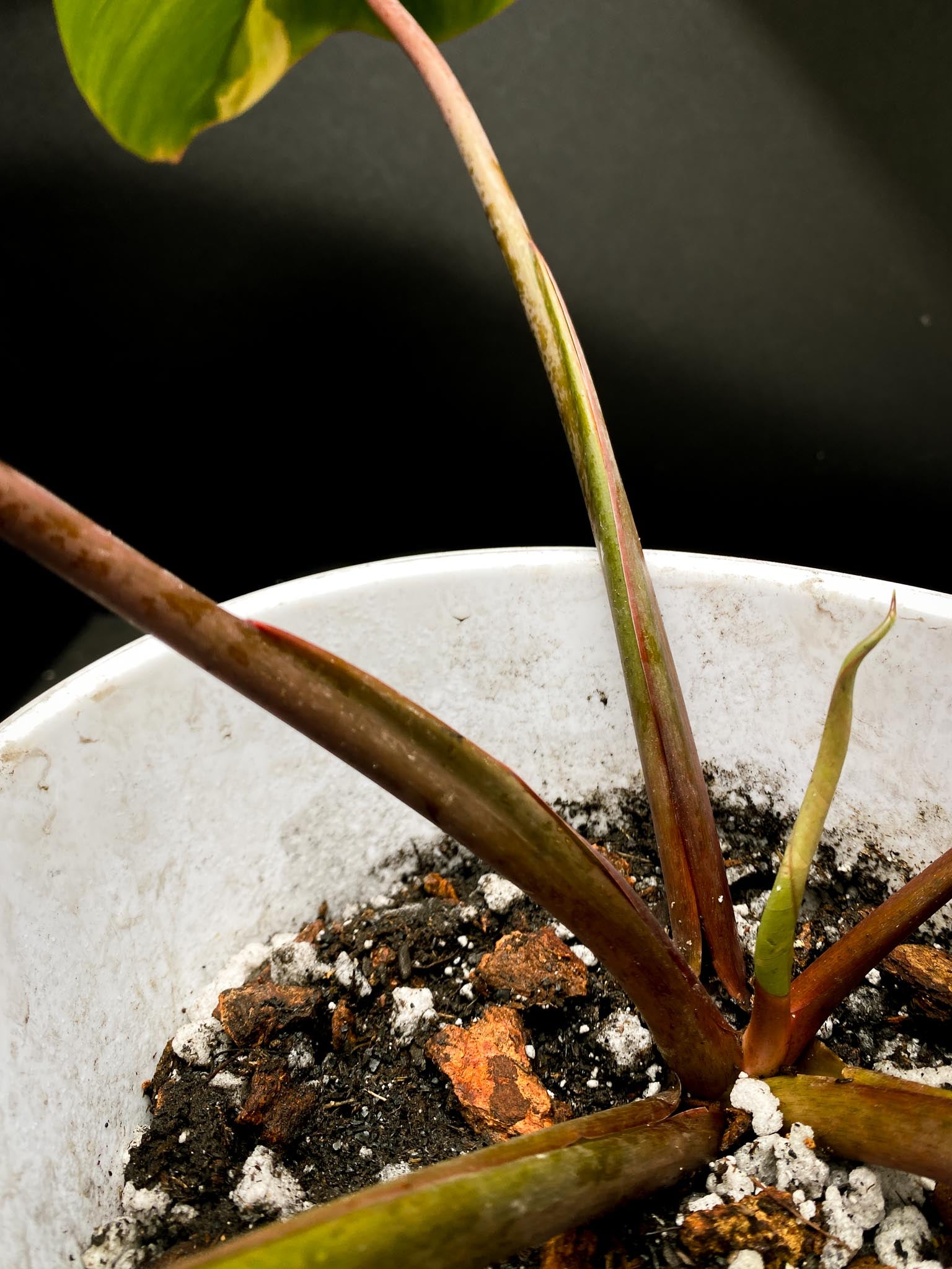 Homalomena Rubescens Pink 5 Leaves Big Mother plant xP