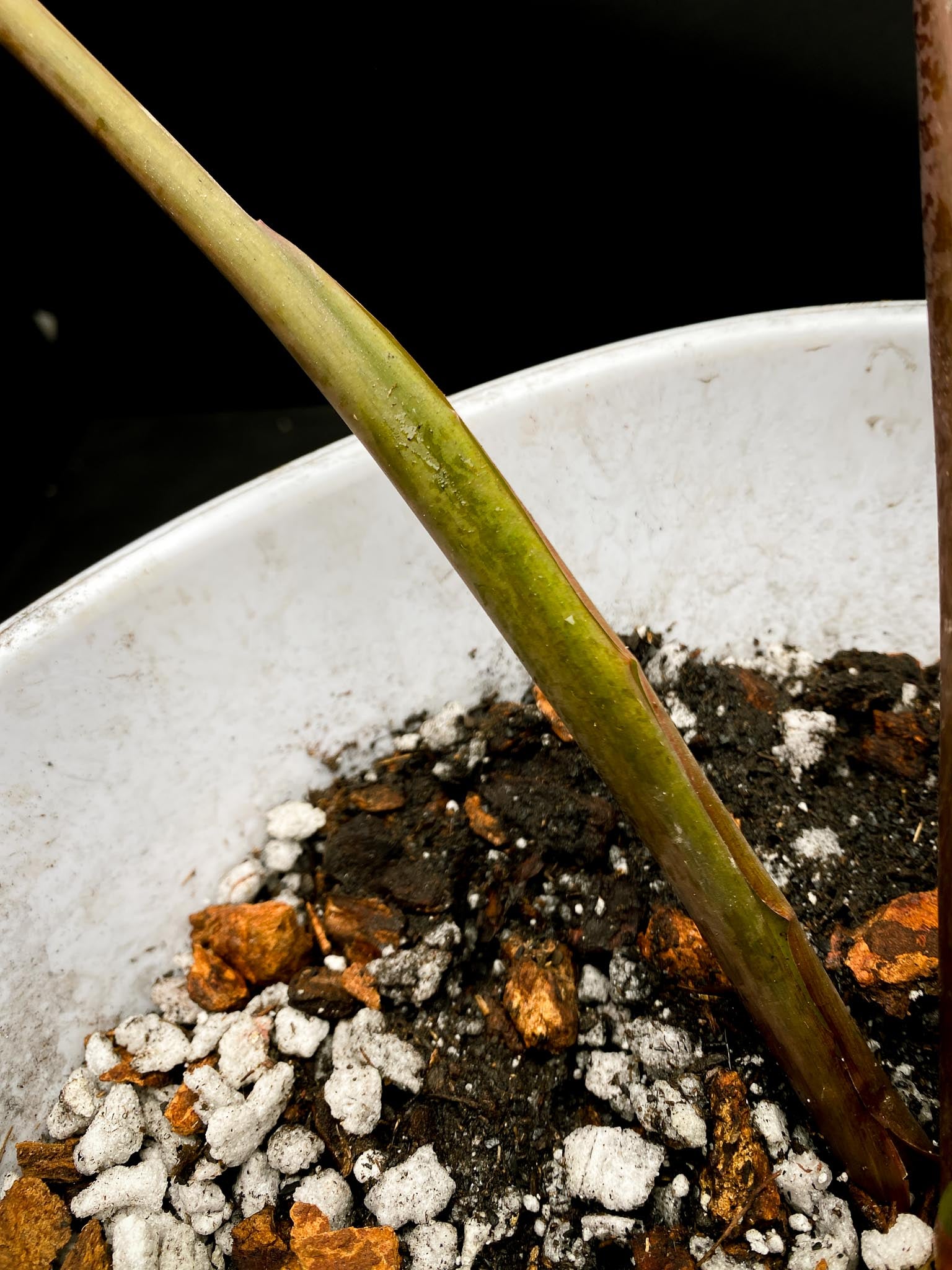 Homalomena Rubescens Pink 5 Leaves Big Mother plant xP