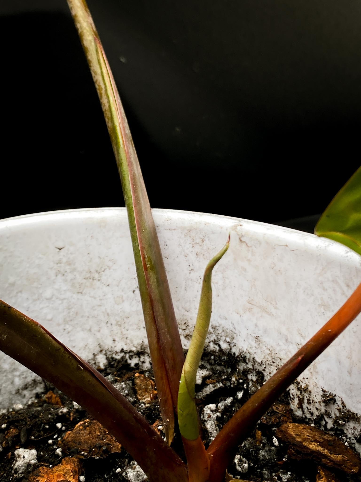 Homalomena Rubescens Pink 5 Leaves Big Mother plant xP