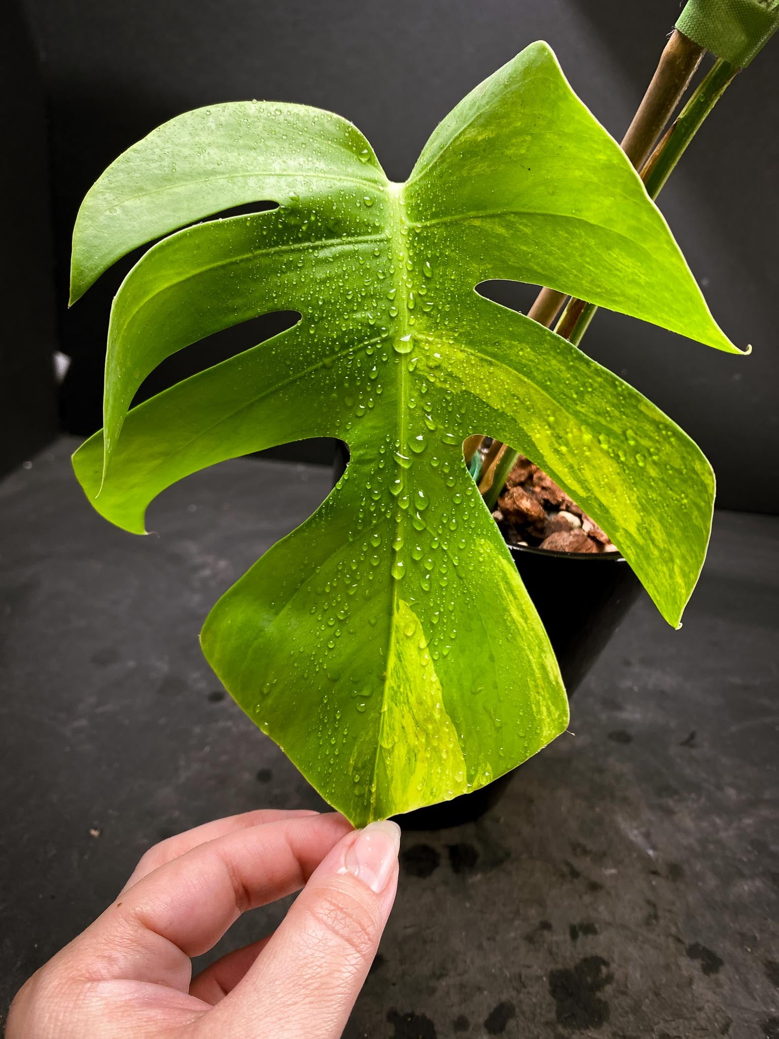 Monstera Aurea Tricolor 2 Leaves  2 Nodes  Top Cutting Rooted