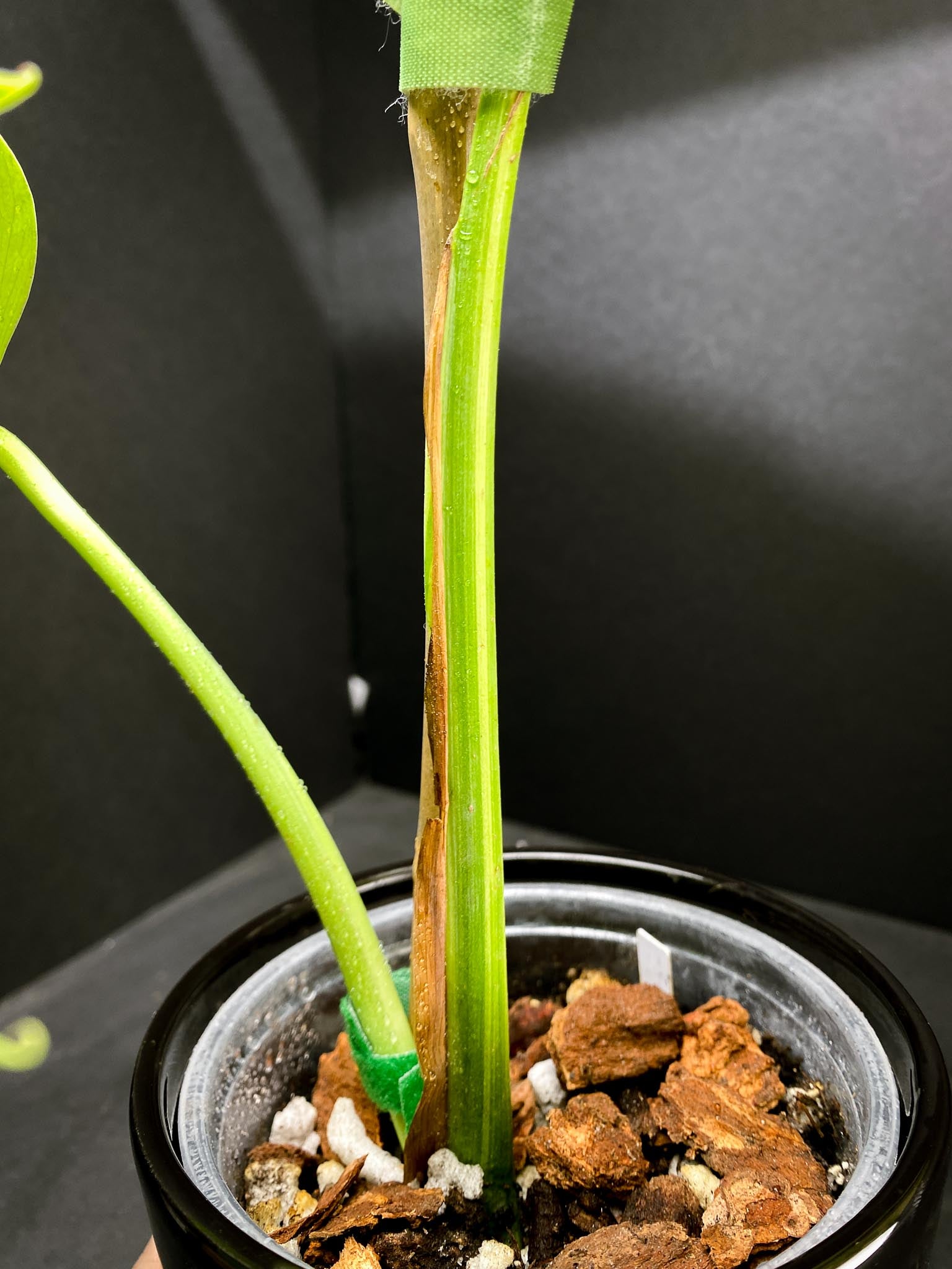 Monstera Aurea Tricolor 2 Leaves  2 Nodes  Top Cutting Rooted