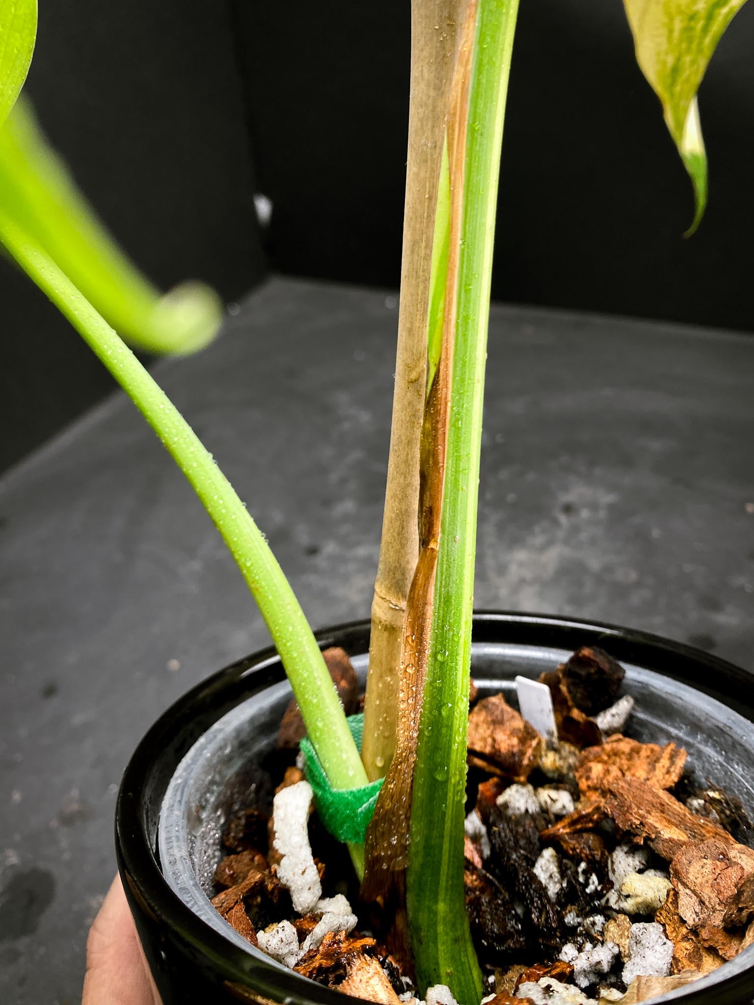 Monstera Aurea Tricolor 2 Leaves  2 Nodes  Top Cutting Rooted