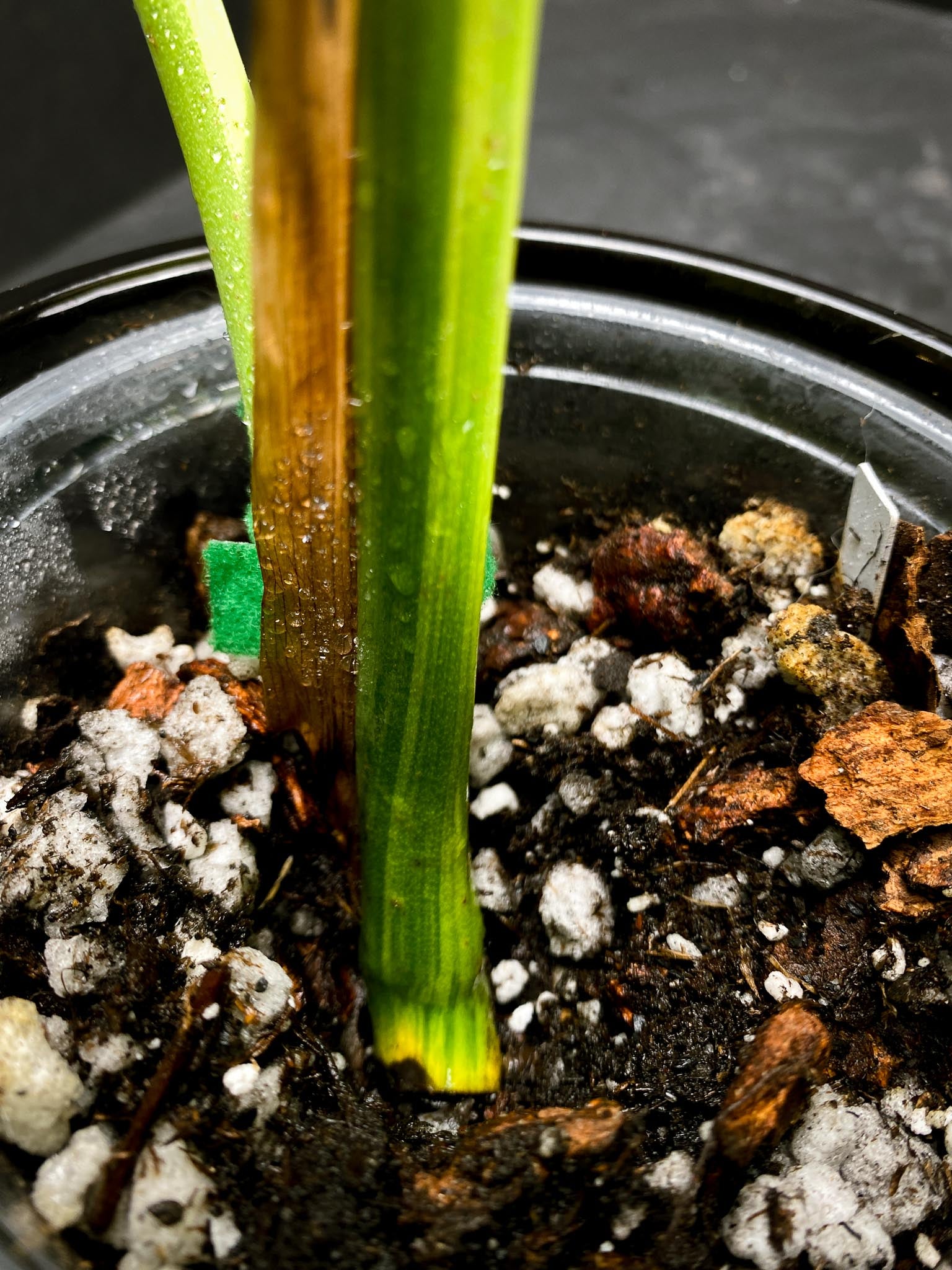 Monstera Aurea Tricolor 2 Leaves  2 Nodes  Top Cutting Rooted