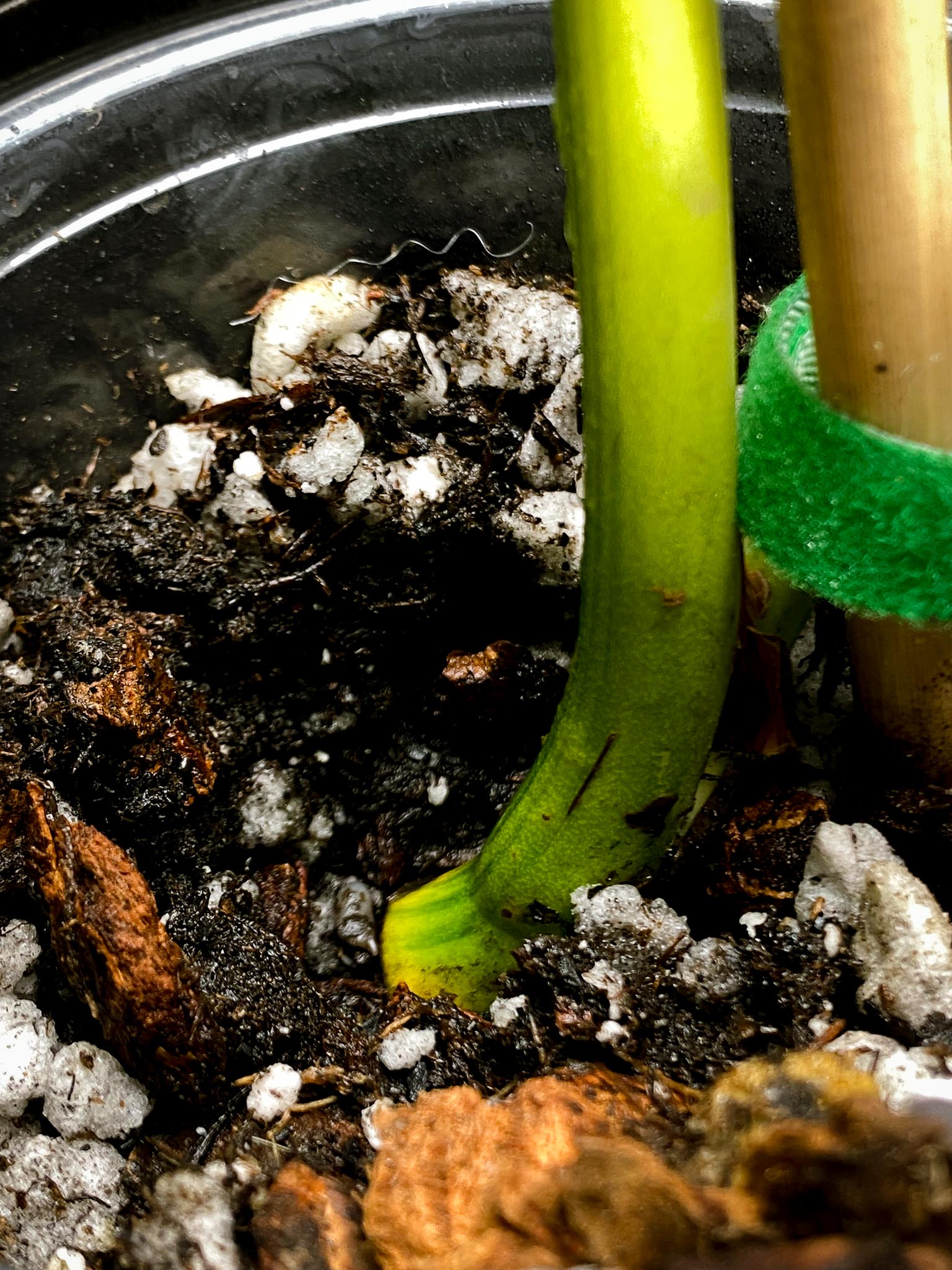 Monstera Aurea Tricolor 2 Leaves  2 Nodes  Top Cutting Rooted