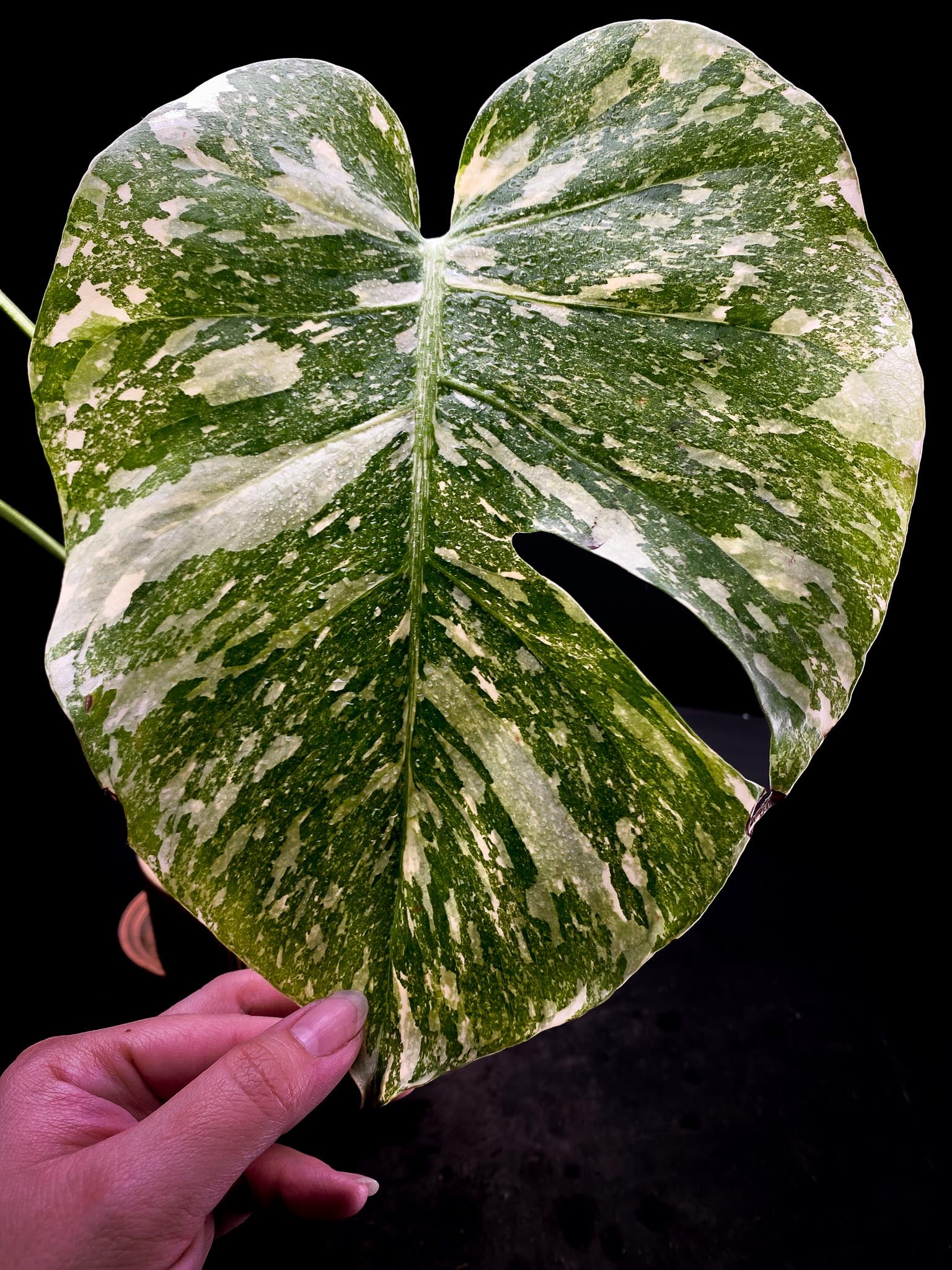 Monstera  White snow 3 Leaves  3 Nodes 1 Sprout  Top Cutting Rooted xP