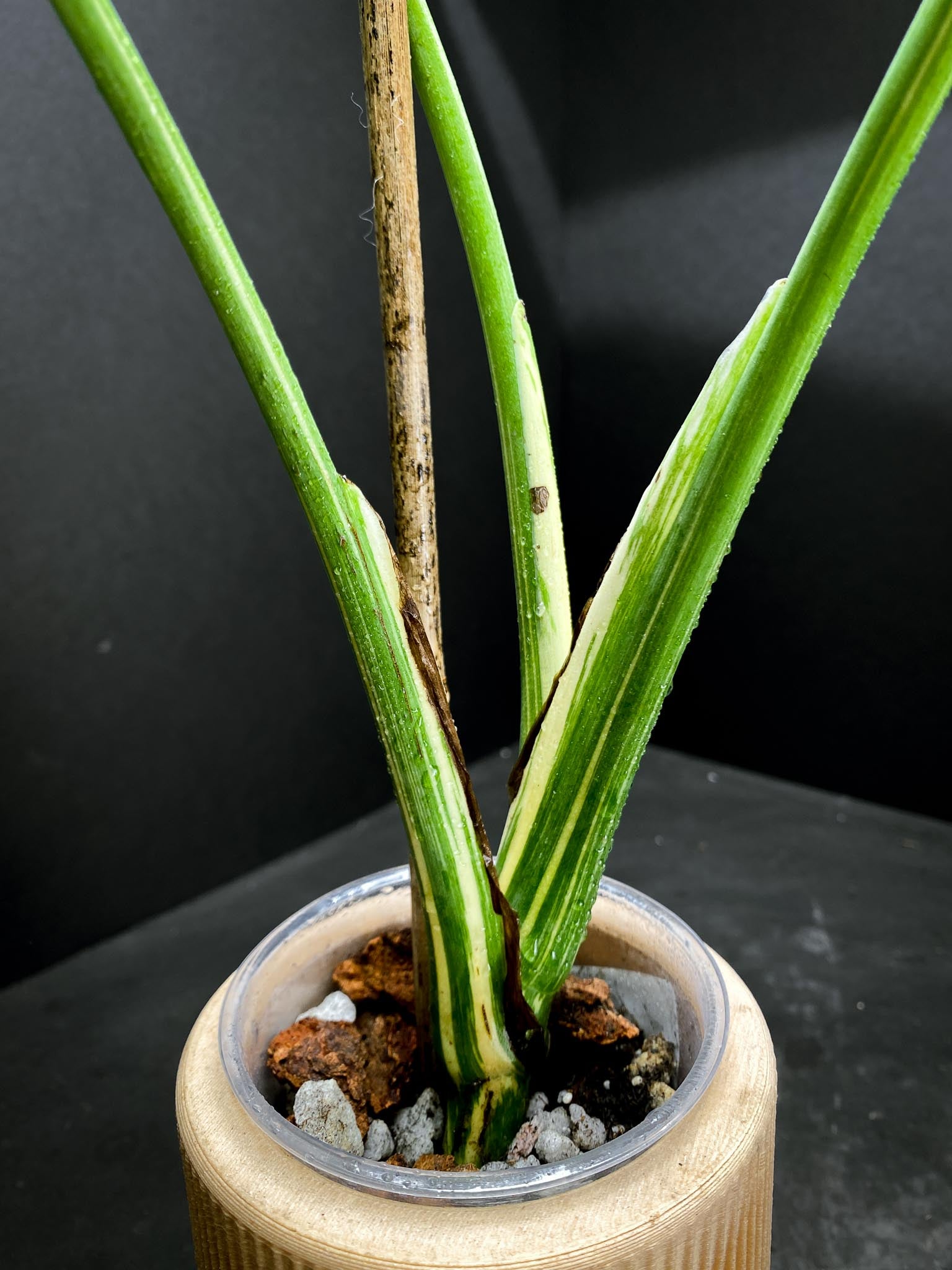 Monstera  White snow 3 Leaves  3 Nodes 1 Sprout  Top Cutting Rooted xP