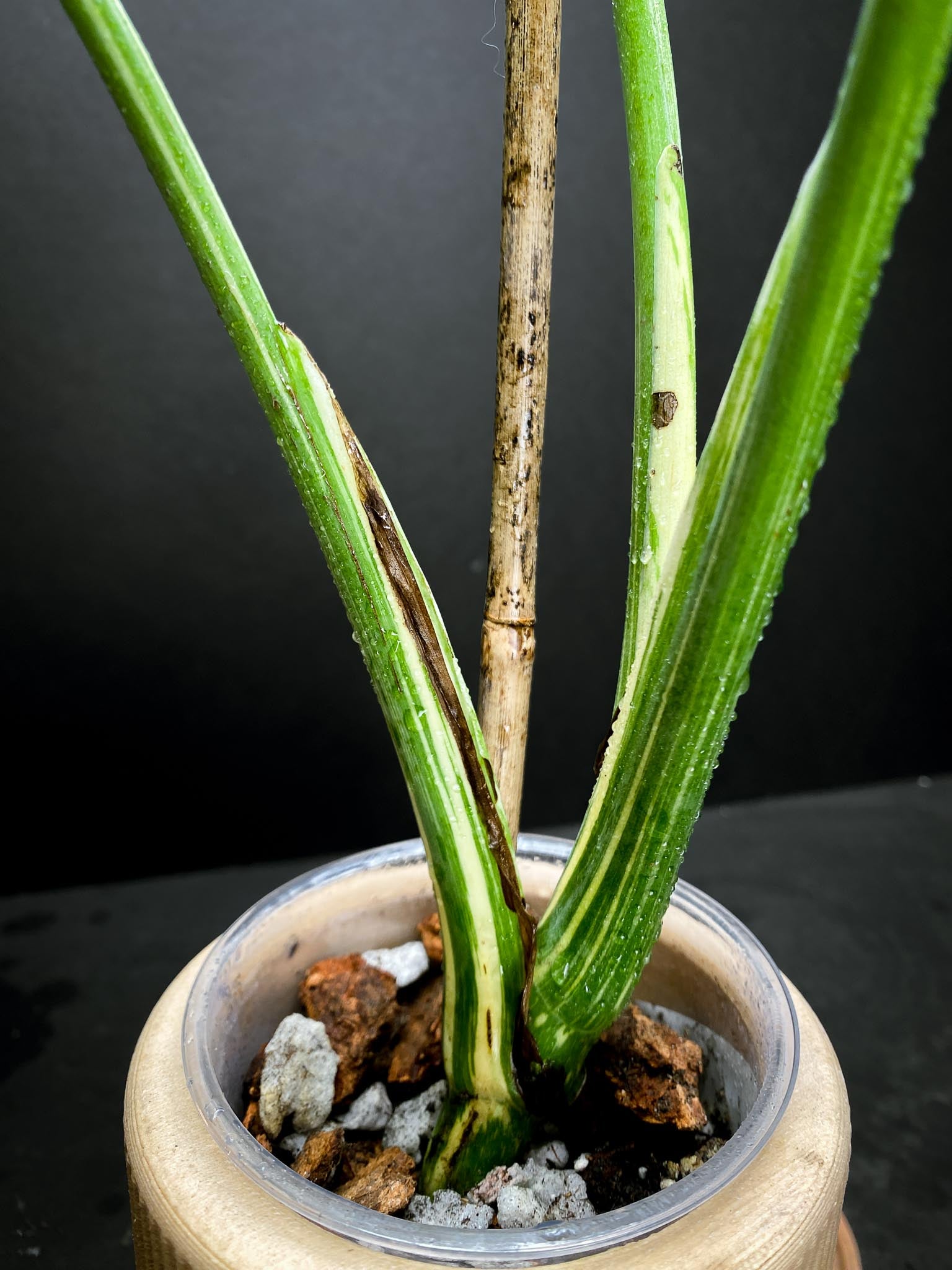 Monstera  White snow 3 Leaves  3 Nodes 1 Sprout  Top Cutting Rooted xP