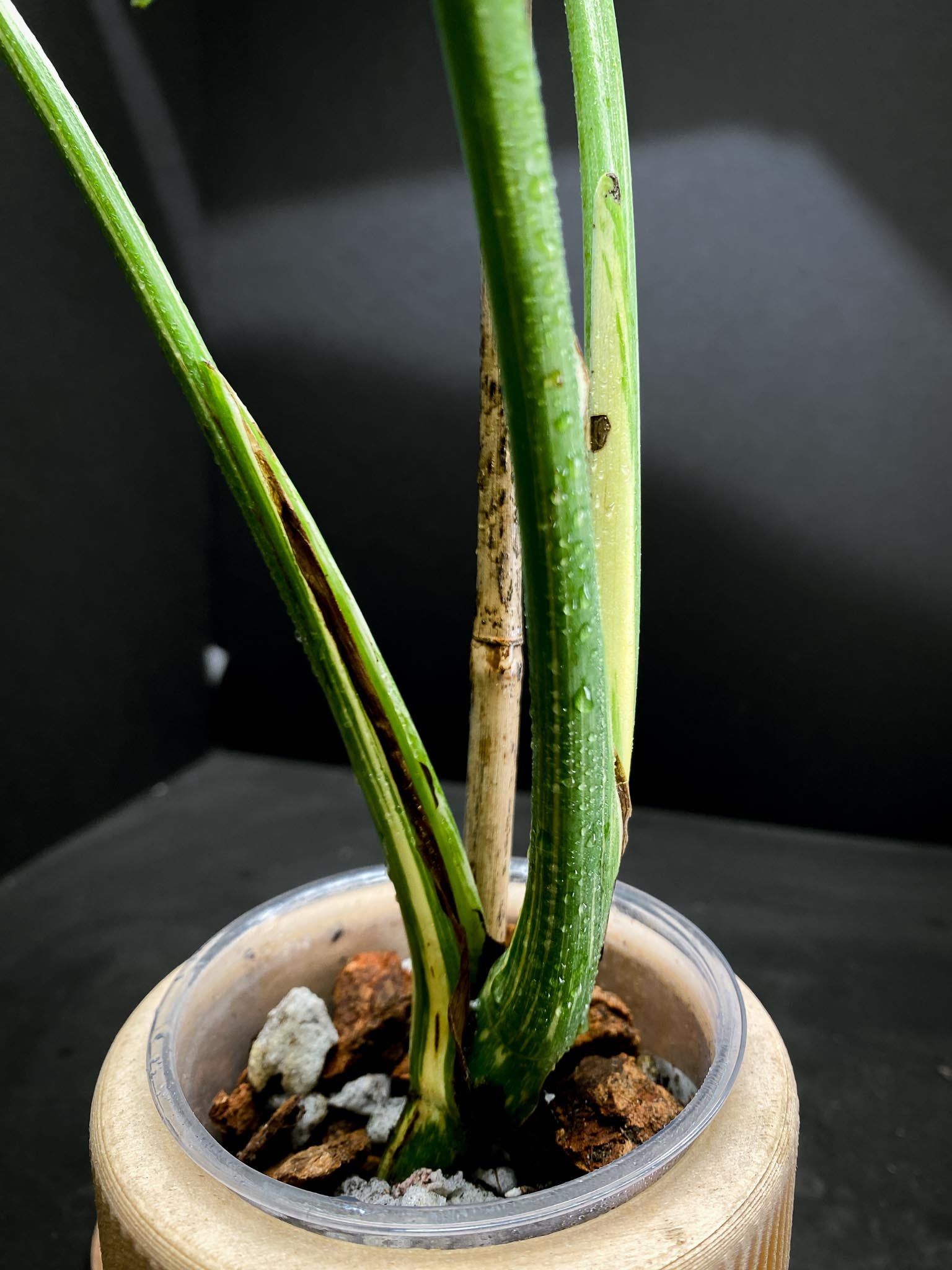 Monstera  White snow 3 Leaves  3 Nodes 1 Sprout  Top Cutting Rooted xP