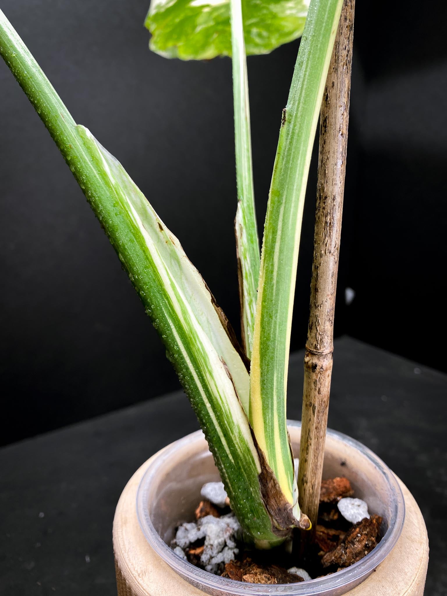 Monstera  White snow 3 Leaves  3 Nodes 1 Sprout  Top Cutting Rooted xP