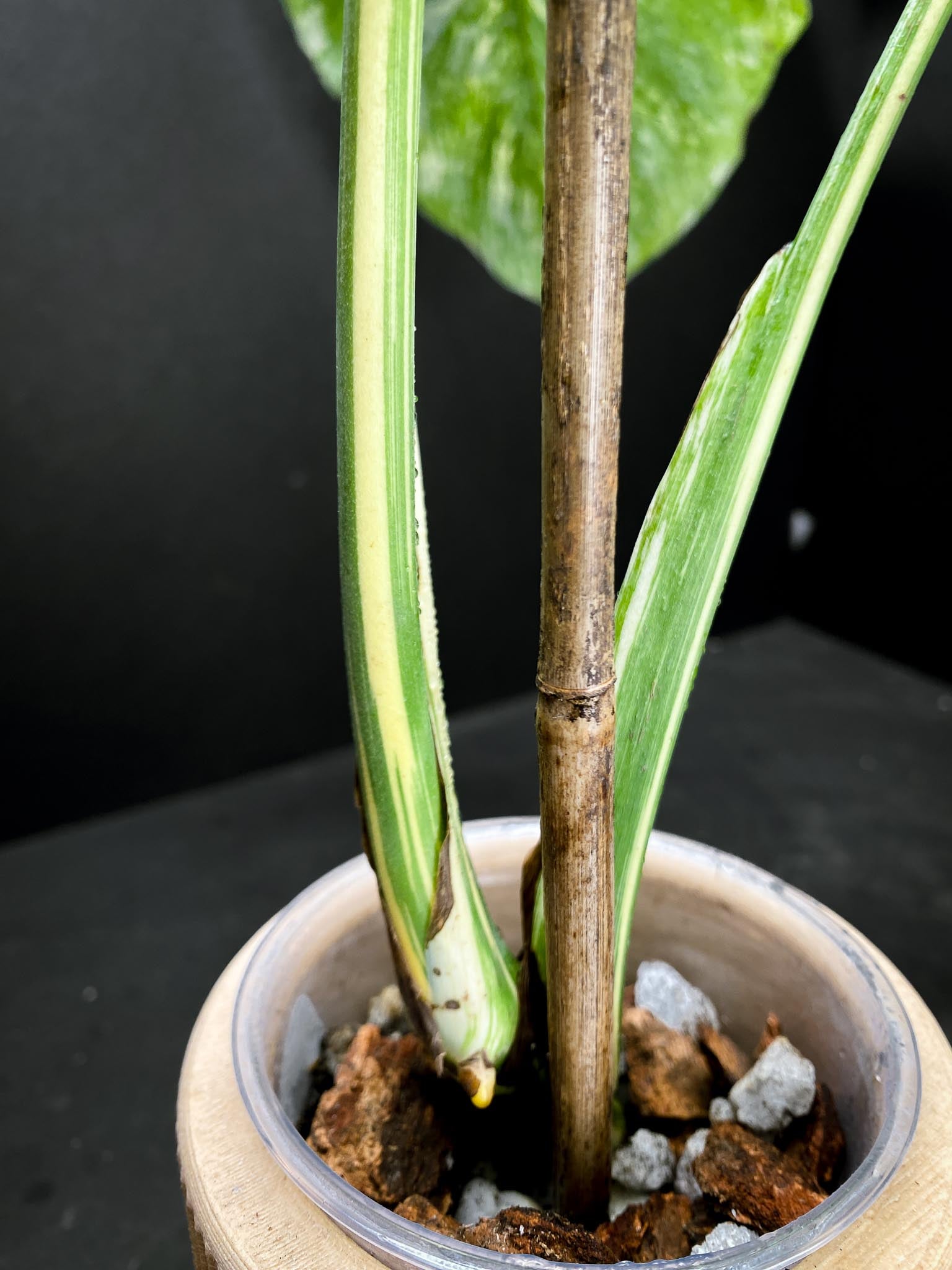 Monstera  White snow 3 Leaves  3 Nodes 1 Sprout  Top Cutting Rooted xP