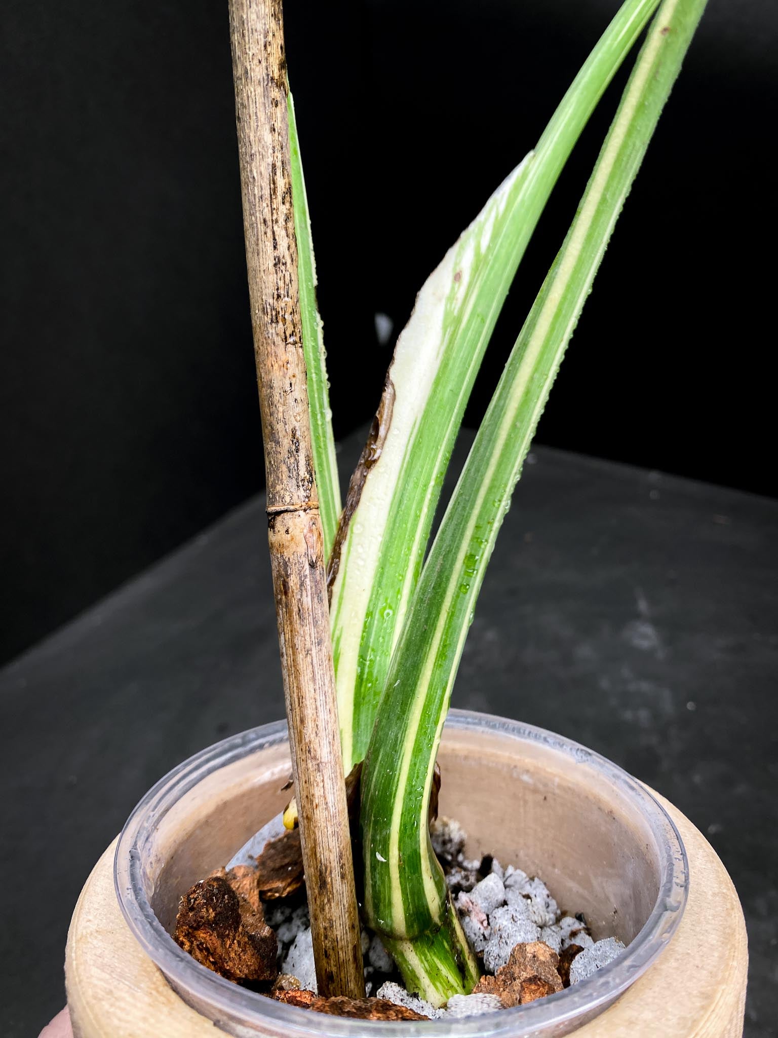 Monstera  White snow 3 Leaves  3 Nodes 1 Sprout  Top Cutting Rooted xP