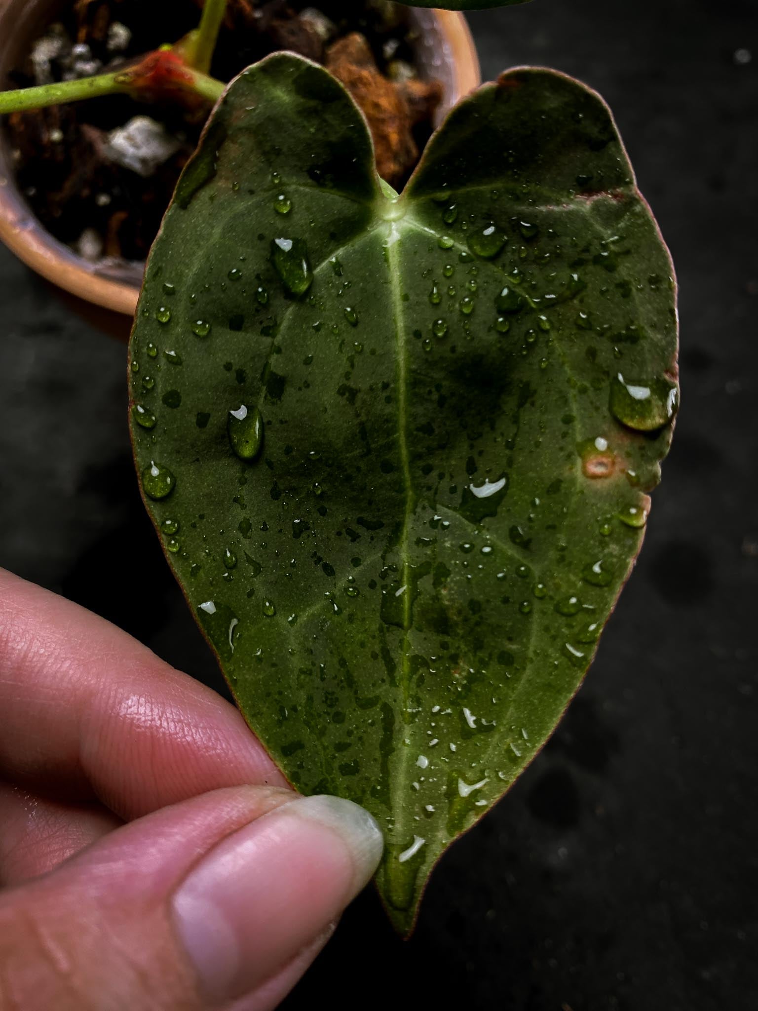 Anthurium Blue Papillilaminum X Red Vein Dark Phoenix 3 Leaves  3 Nodes  1 Growing Bud Rooted xP