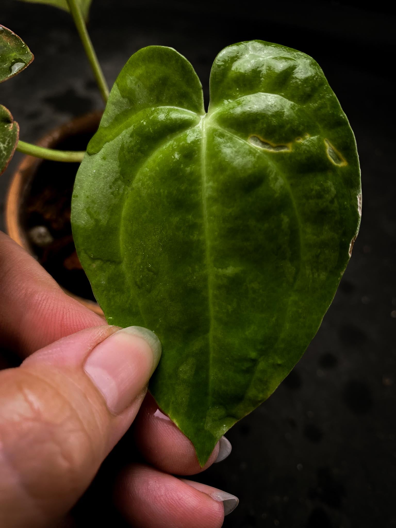 Anthurium Blue Papillilaminum X Red Vein Dark Phoenix 3 Leaves  3 Nodes  1 Growing Bud Rooted xP