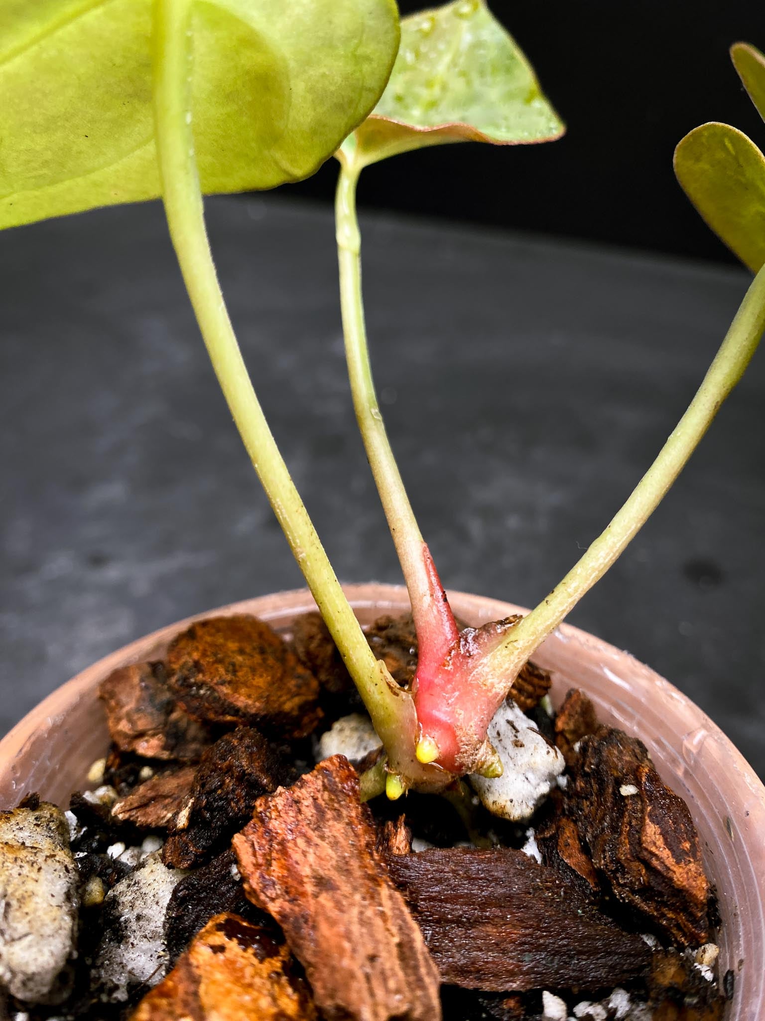 Anthurium Blue Papillilaminum X Red Vein Dark Phoenix 3 Leaves  3 Nodes  1 Growing Bud Rooted xP