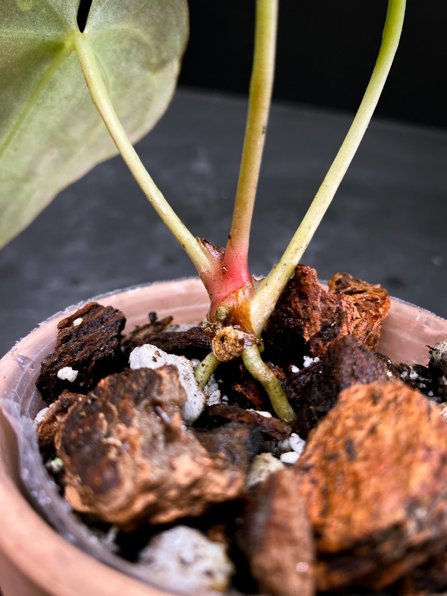 Anthurium Blue Papillilaminum X Red Vein Dark Phoenix 3 Leaves  3 Nodes  1 Growing Bud Rooted xP