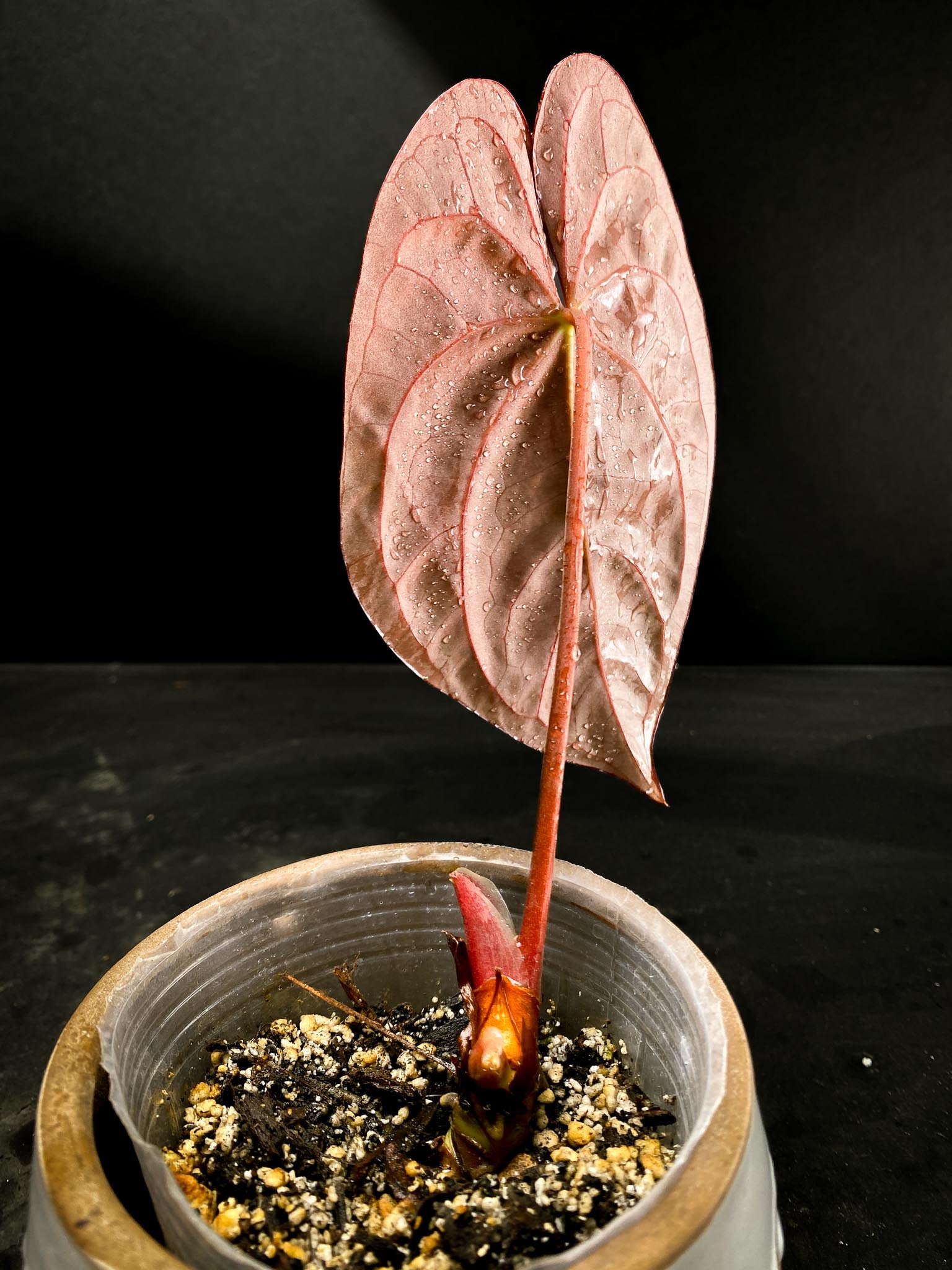 Anthurium Dressleri  X Papillilaminum 1 Leaf Multiple Nodes 1 Sprout Rooted xP