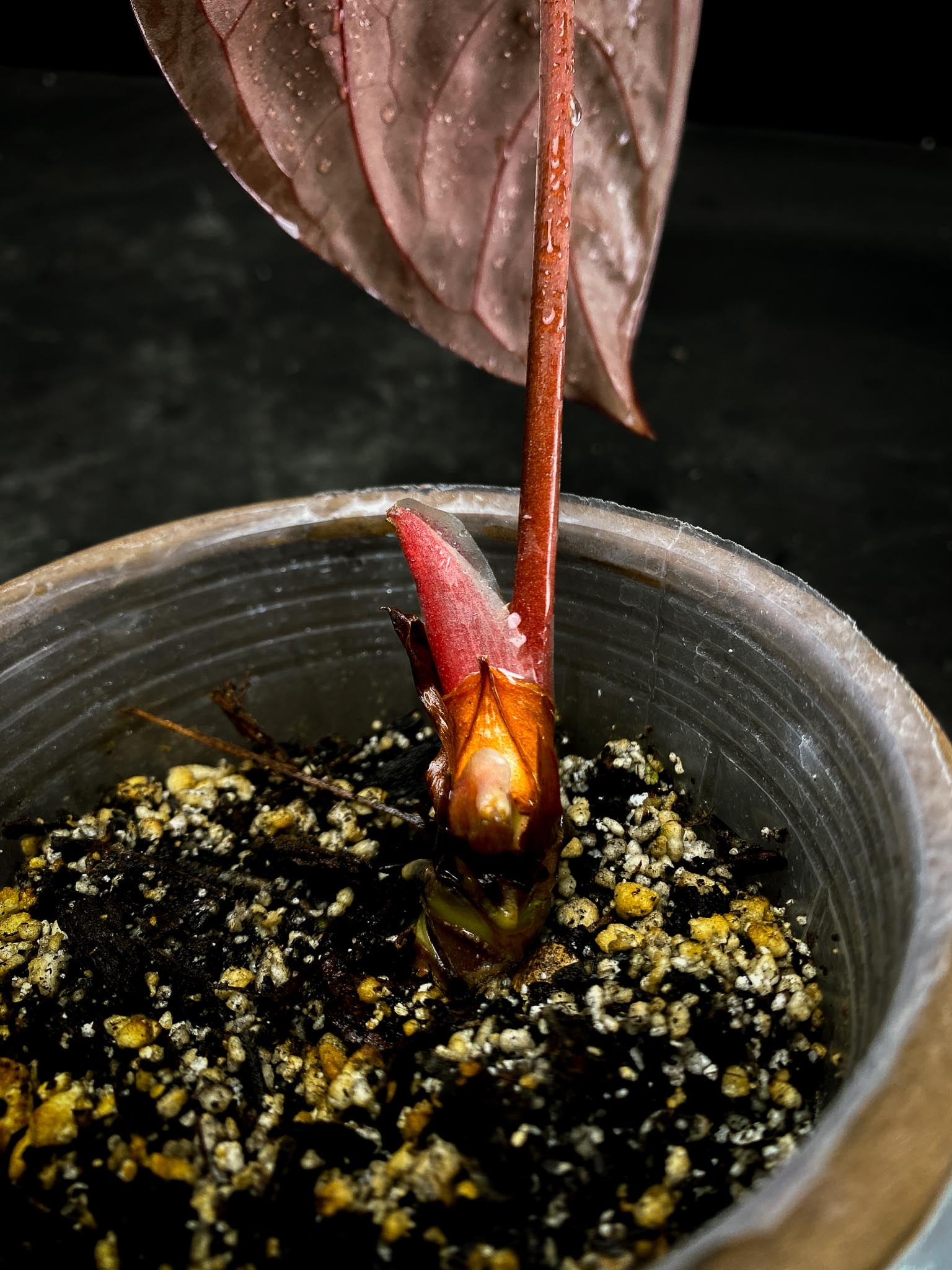 Anthurium Dressleri  X Papillilaminum 1 Leaf Multiple Nodes 1 Sprout Rooted xP