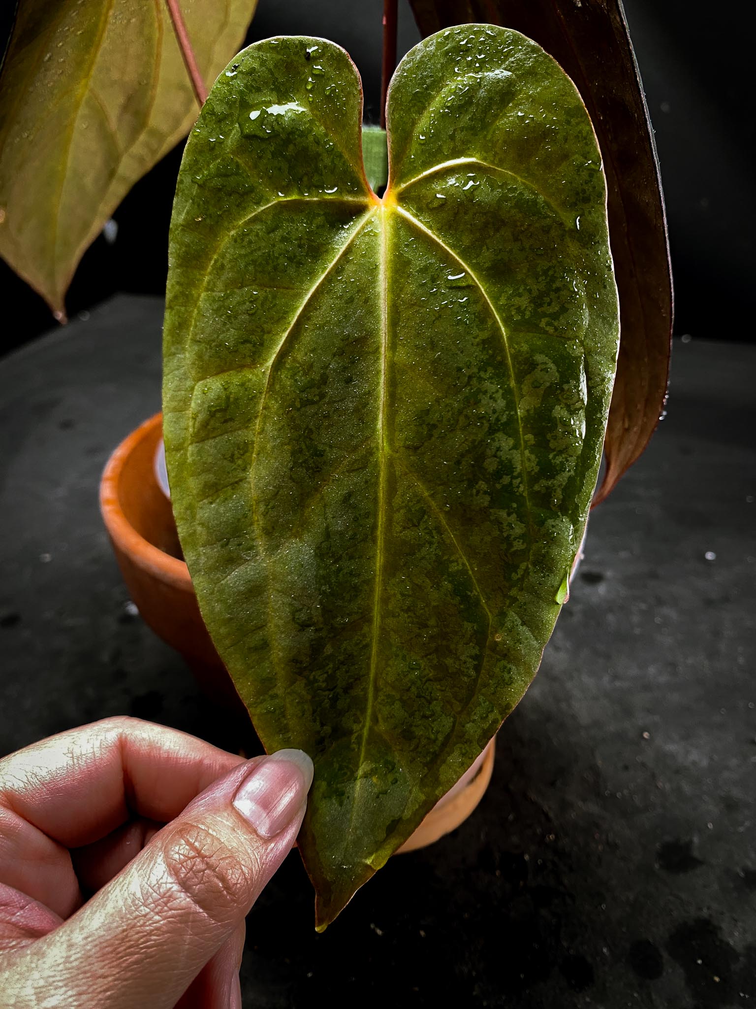 Anthurium Blue Papillilaminum X Red Vein Dark Phoenix 3 Leaves  Multiple Nodes 1 Sprout Rooted xP