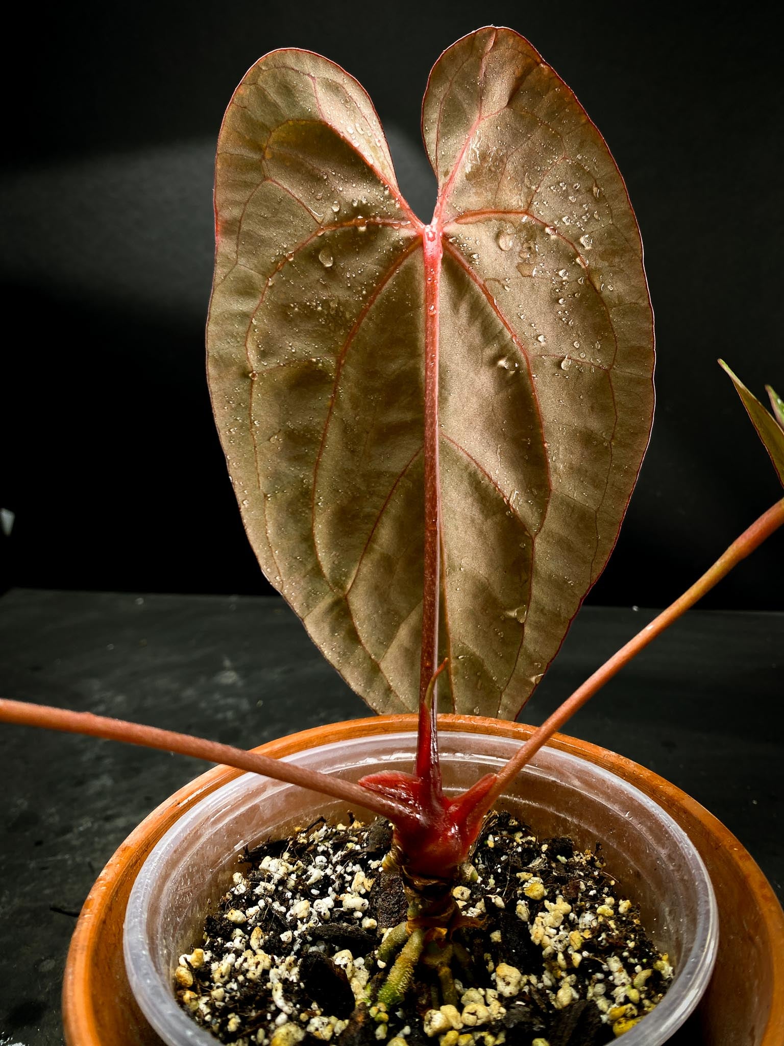 Anthurium Blue Papillilaminum X Red Vein Dark Phoenix 3 Leaves  Multiple Nodes 1 Sprout Rooted xP