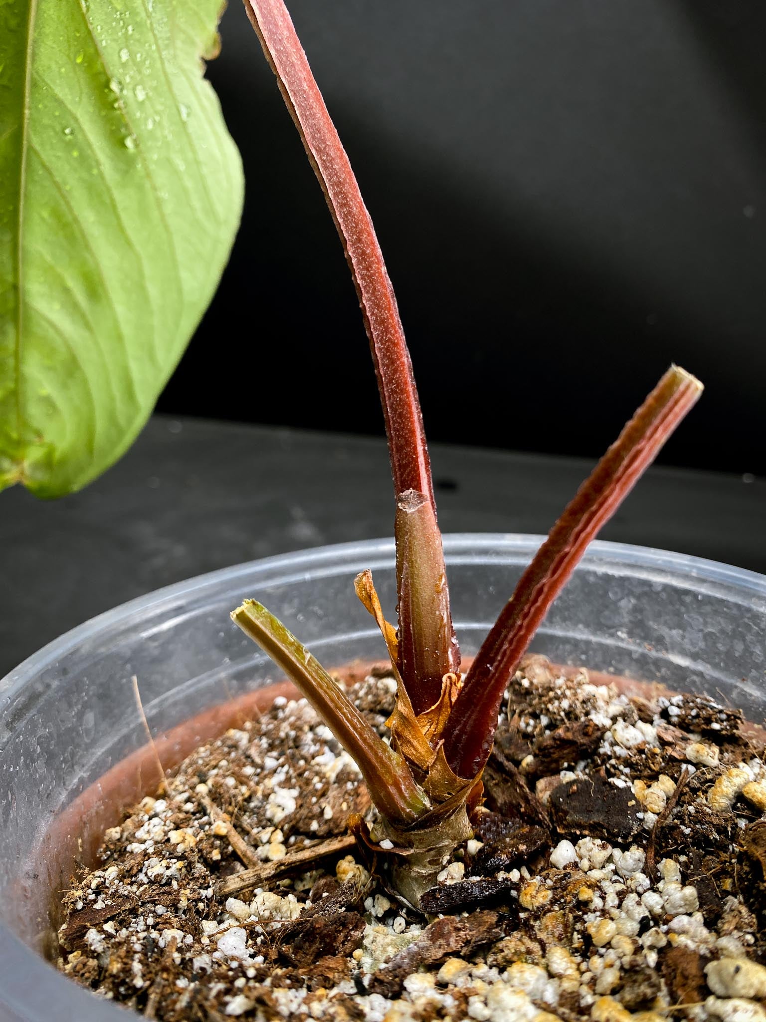 Anthurium Tiwintza aff velvet 1 Leaf Multiple Nodes Rooted xP