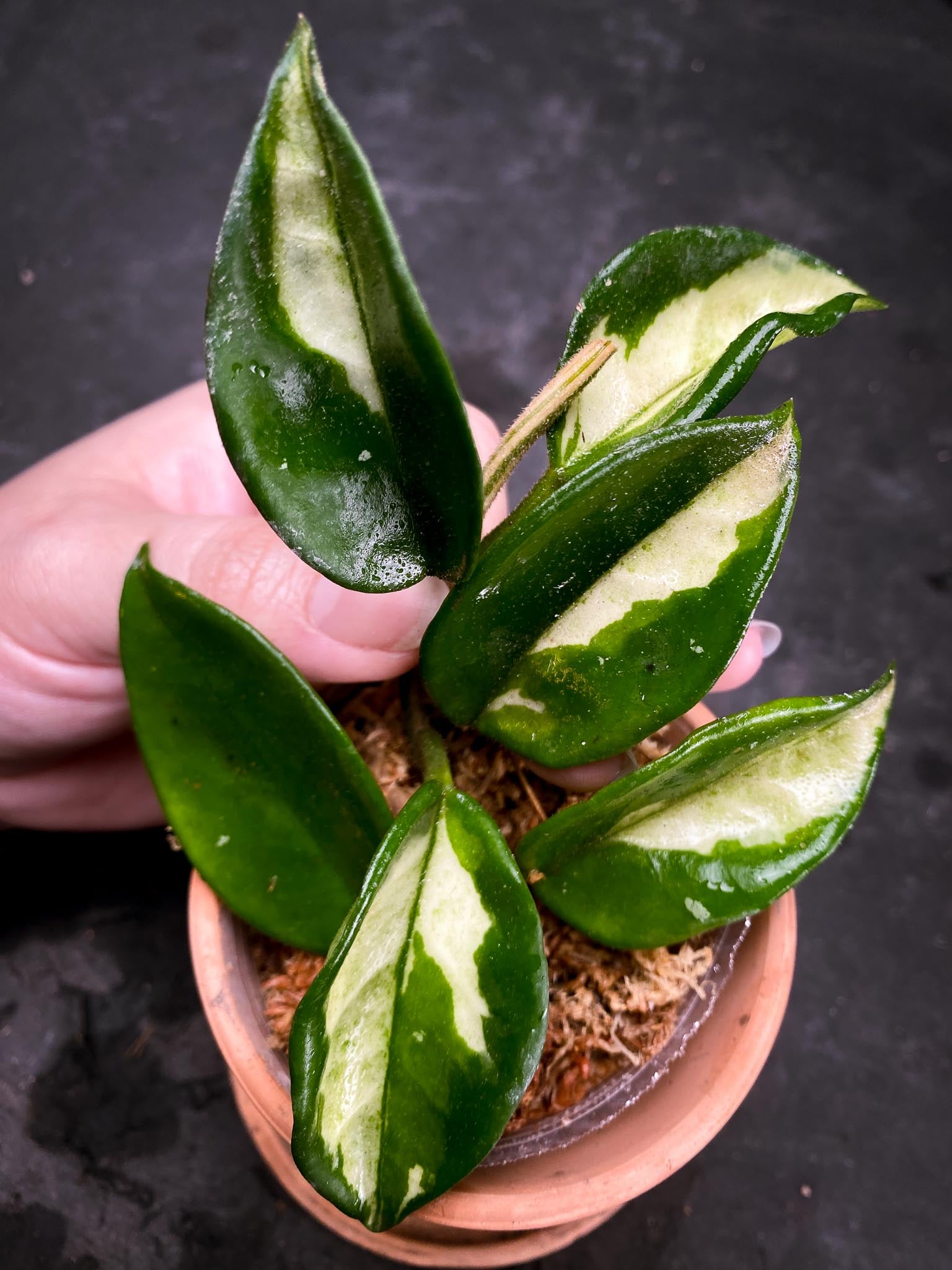 Hoya carnosa Crimson Princess Multiple Leaves  Multiple Nodes Rooted