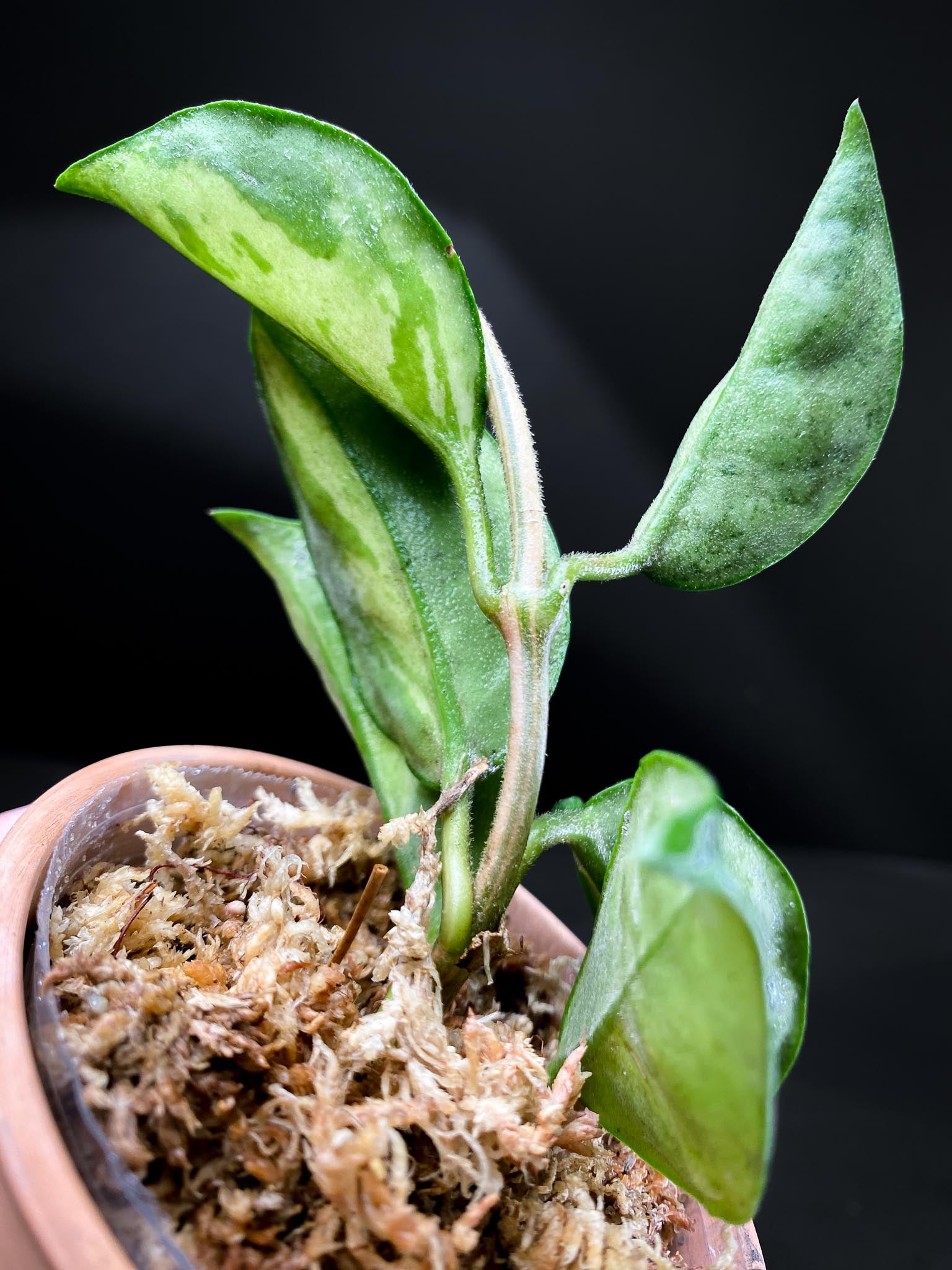 Hoya carnosa Crimson Princess Multiple Leaves  Multiple Nodes Rooted