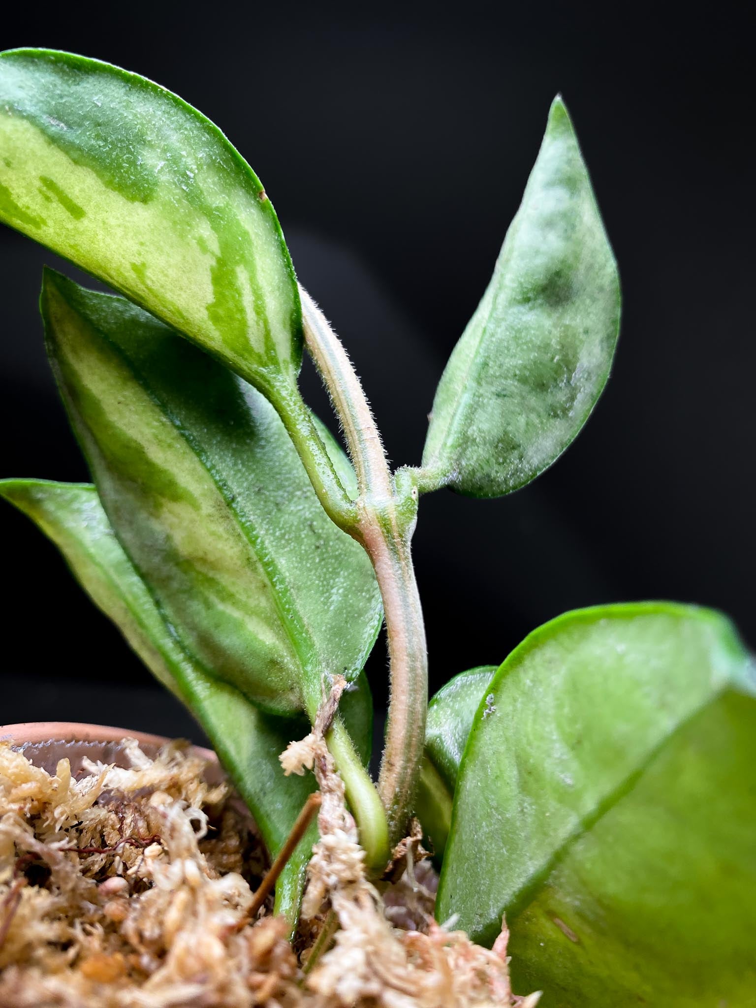 Hoya carnosa Crimson Princess Multiple Leaves  Multiple Nodes Rooted