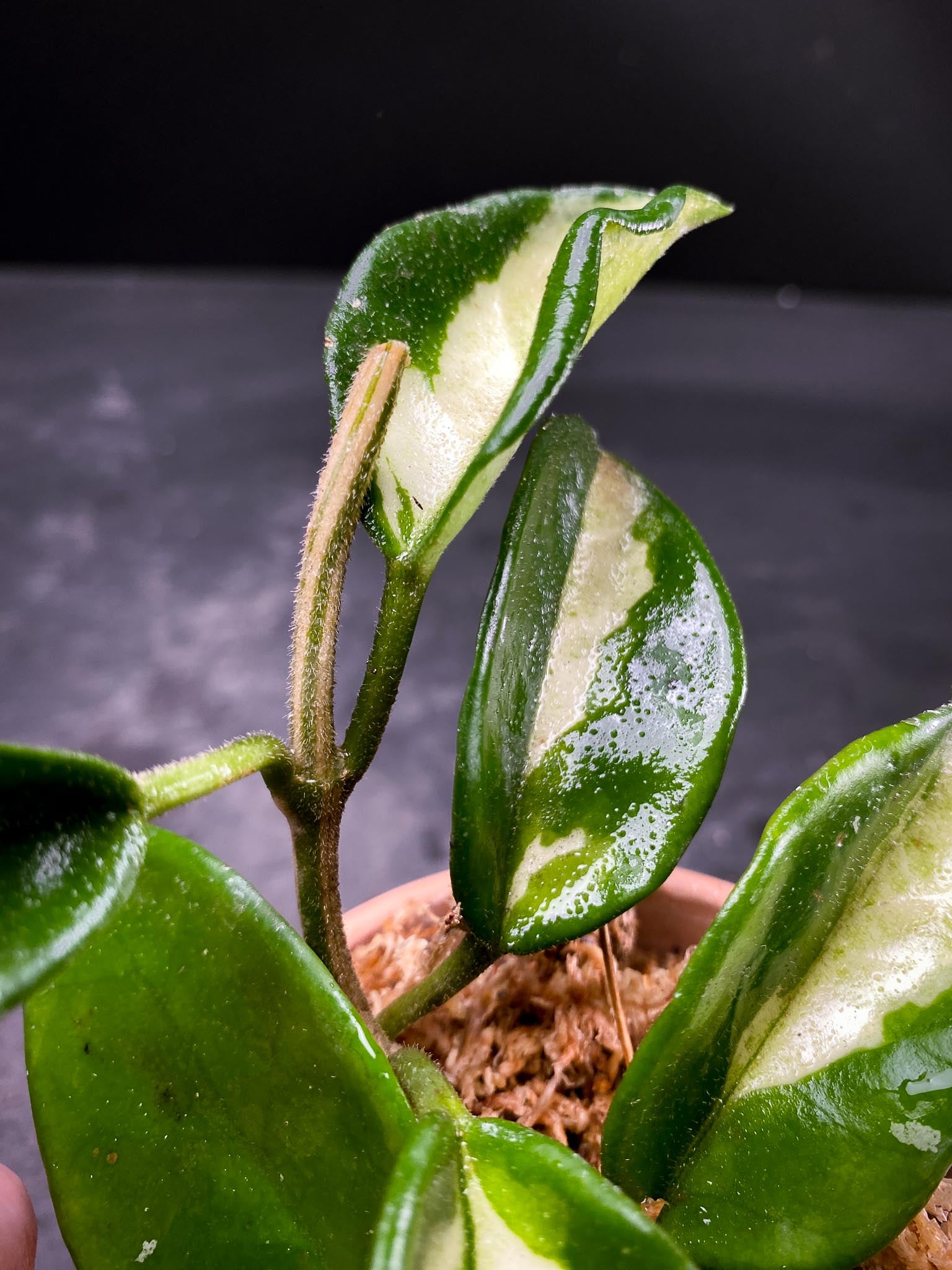 Hoya carnosa Crimson Princess Multiple Leaves  Multiple Nodes Rooted