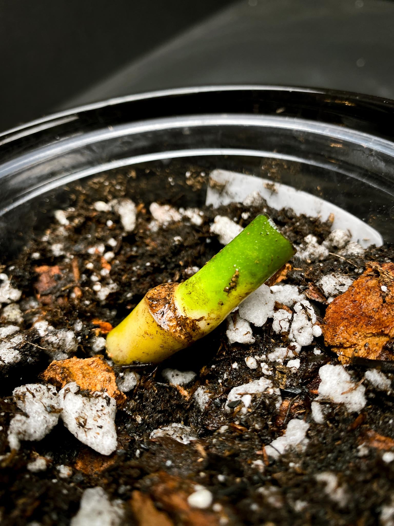 Monstera Esqueleto 1 Node  1 Growing Bud  Rooted