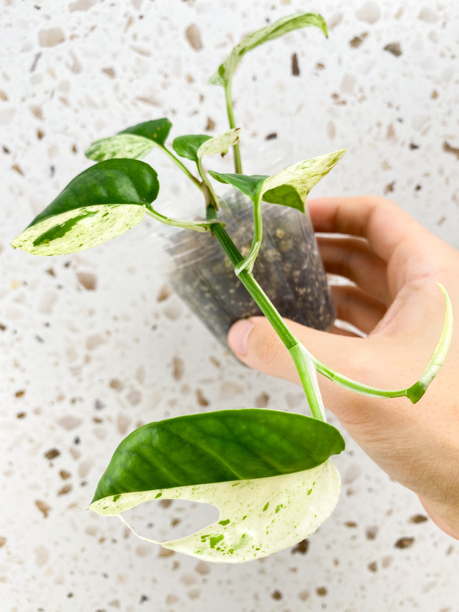 Epipremnum Marble multiple leaves baby plant