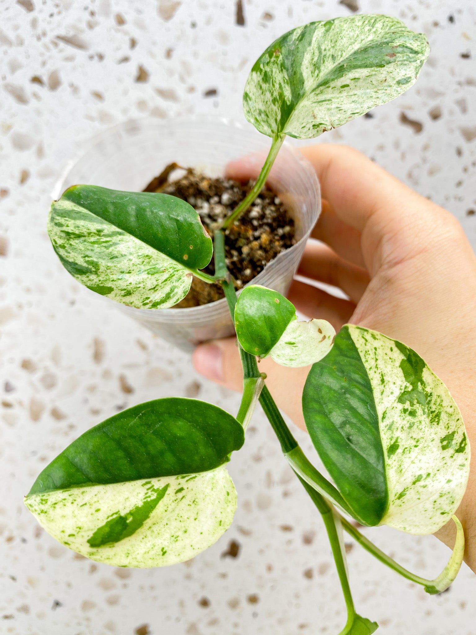 Epipremnum Marble multiple leaves baby plant