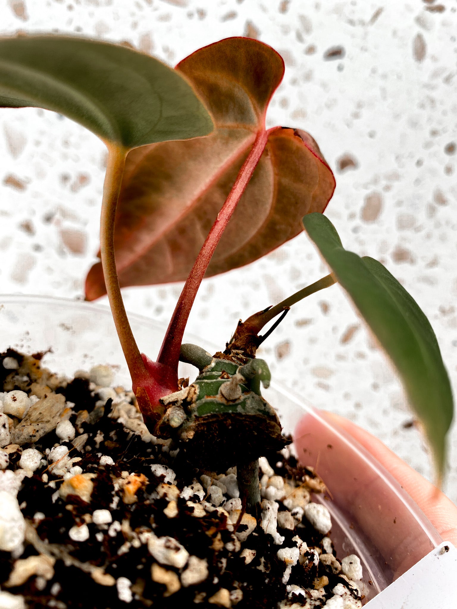 Anthurium Papillilaminum x King of Spades 3 leaf baby plant