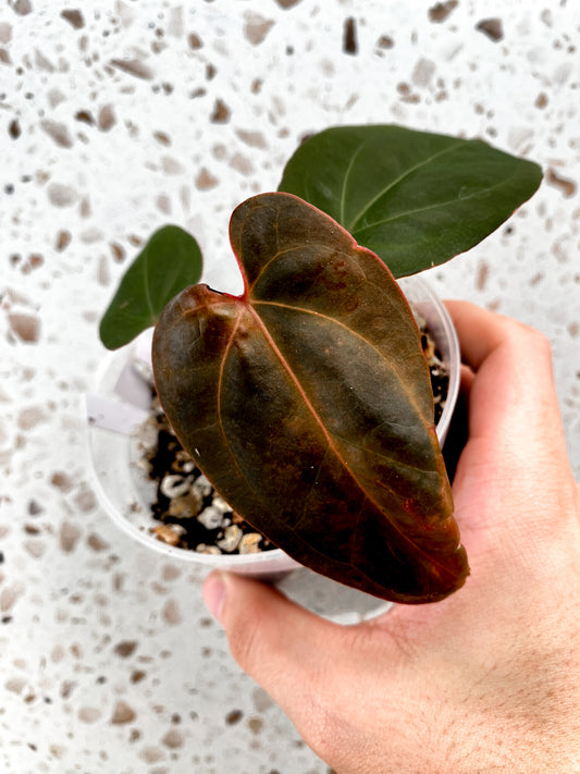 Anthurium Papillilaminum x King of Spades 3 leaf baby plant