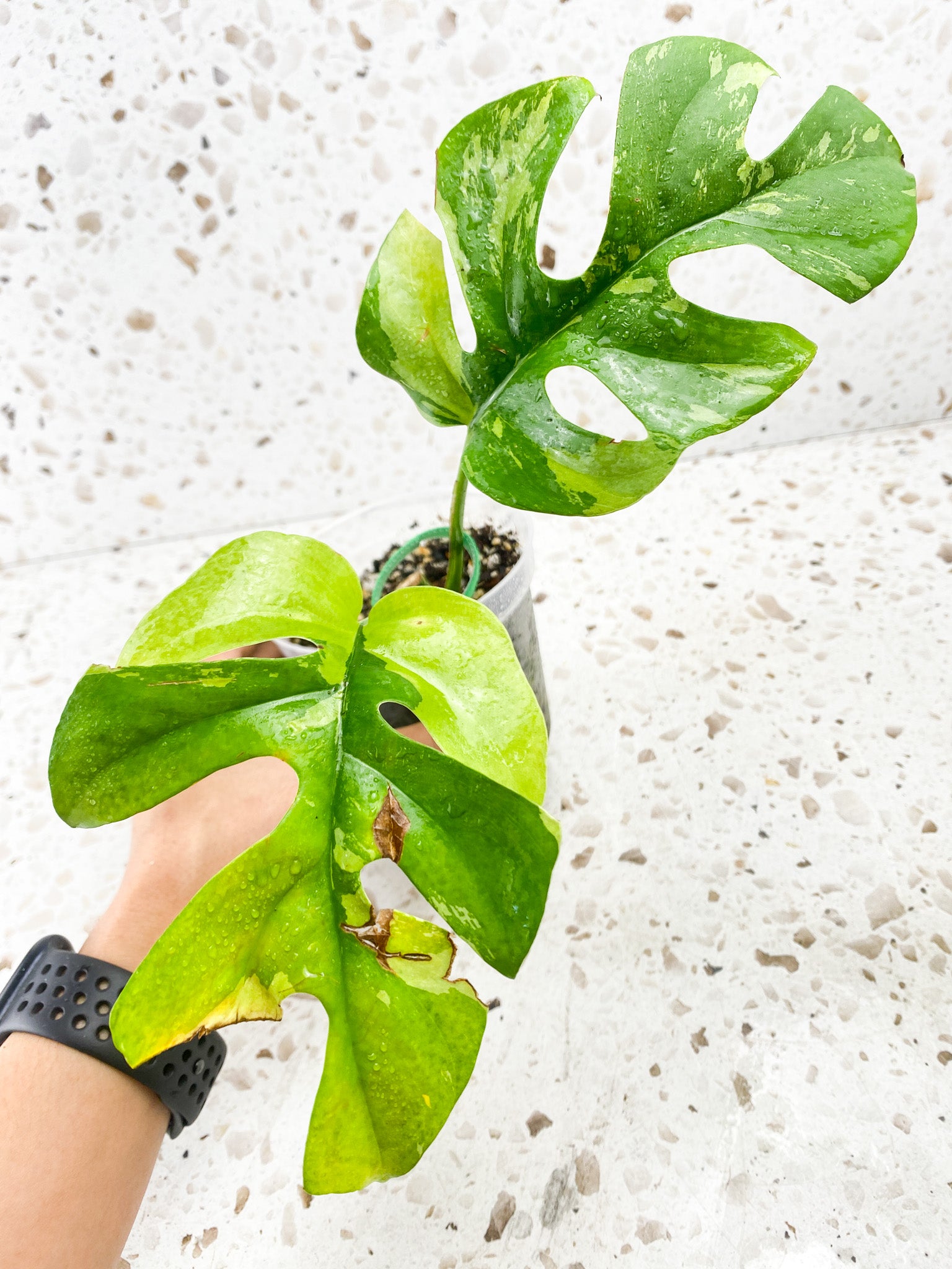 Rhaphidophora Tetrasperma Variegated 2 leaves with 2 sprouting nodes