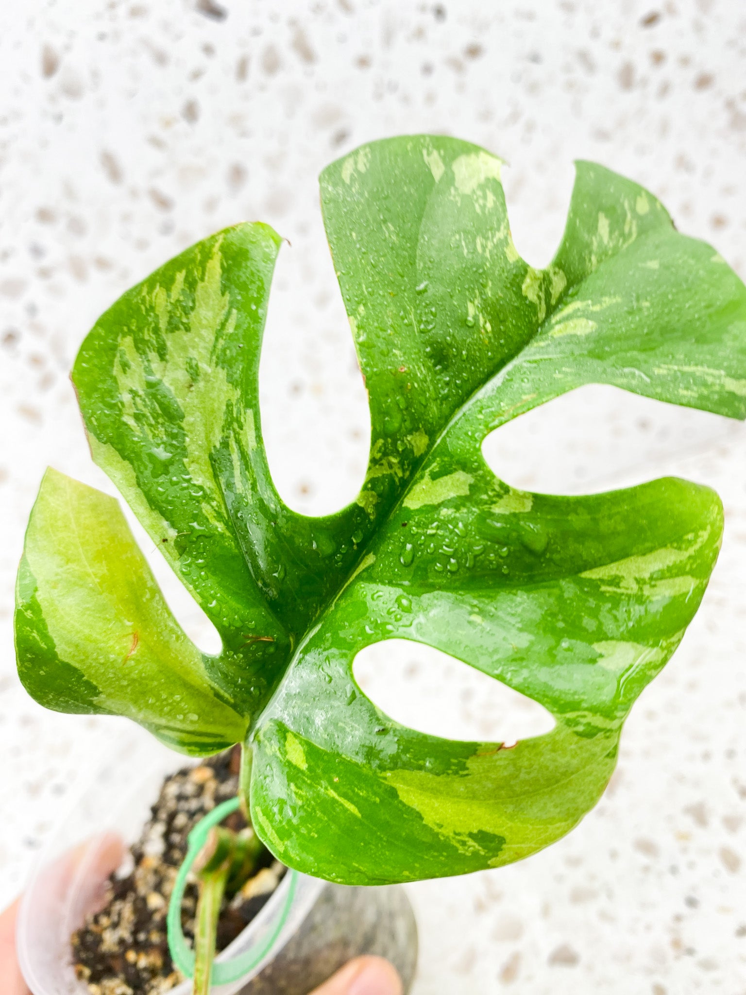 Rhaphidophora Tetrasperma Variegated 2 leaves with 2 sprouting nodes